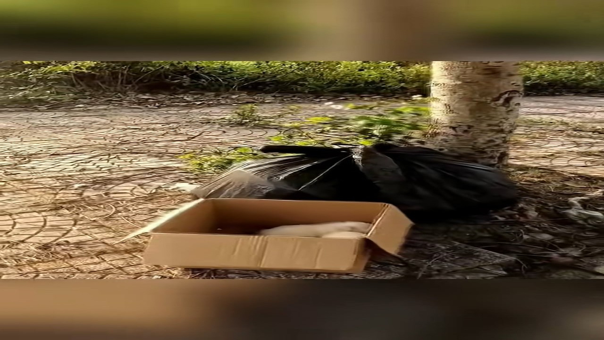 Full Video : H0407002_Rescue puppy on road #animal #animalsoftiktok #rescueanimals #res (1)