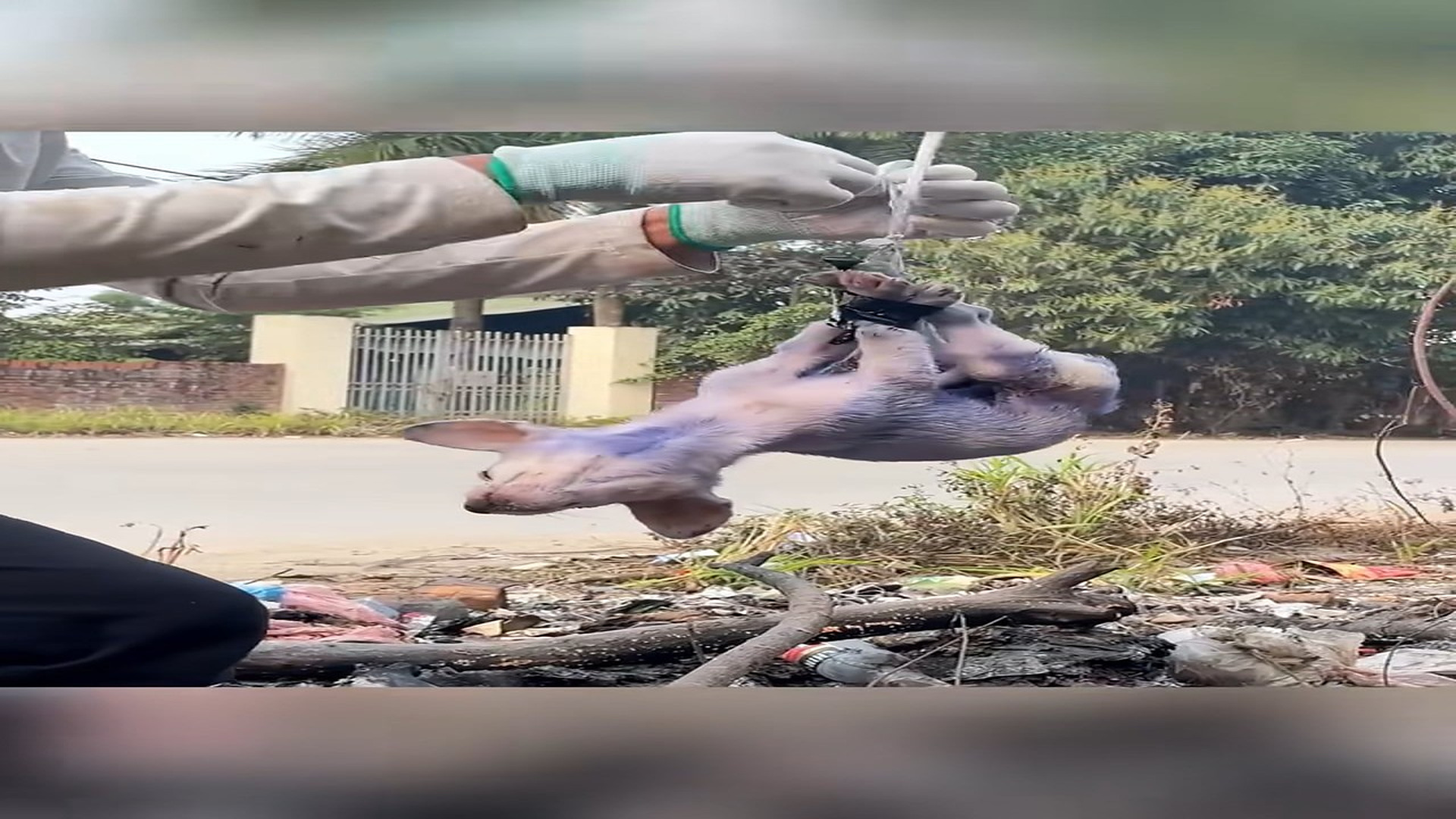 Full Video : H0407004_Rescue a puppy #rescue #animal #animalsoftiktok #rescueanimals #puppy
