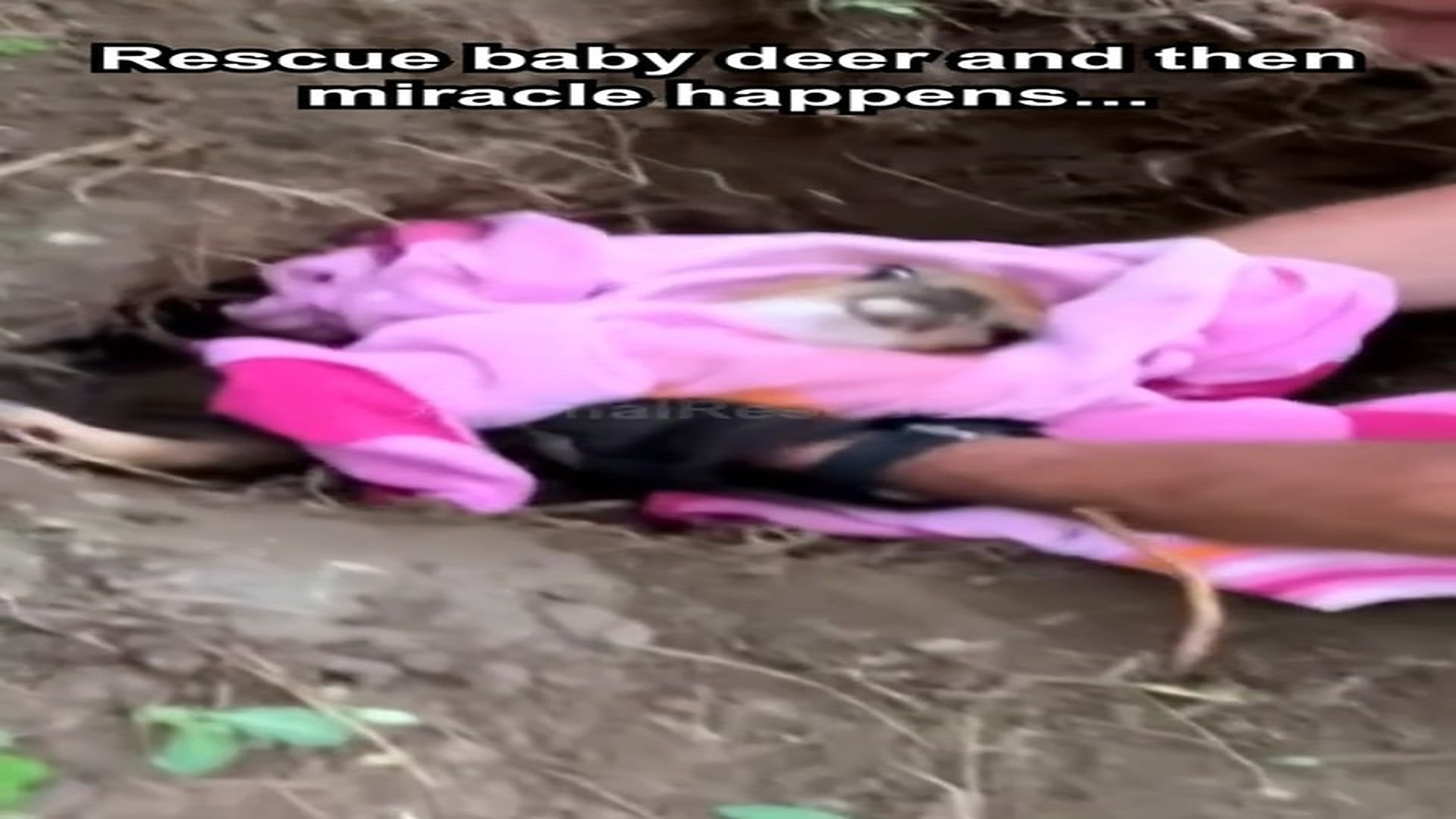 Full Video : H0507031_Rescue baby deer then miracle happens... #rescue #rescueanimals