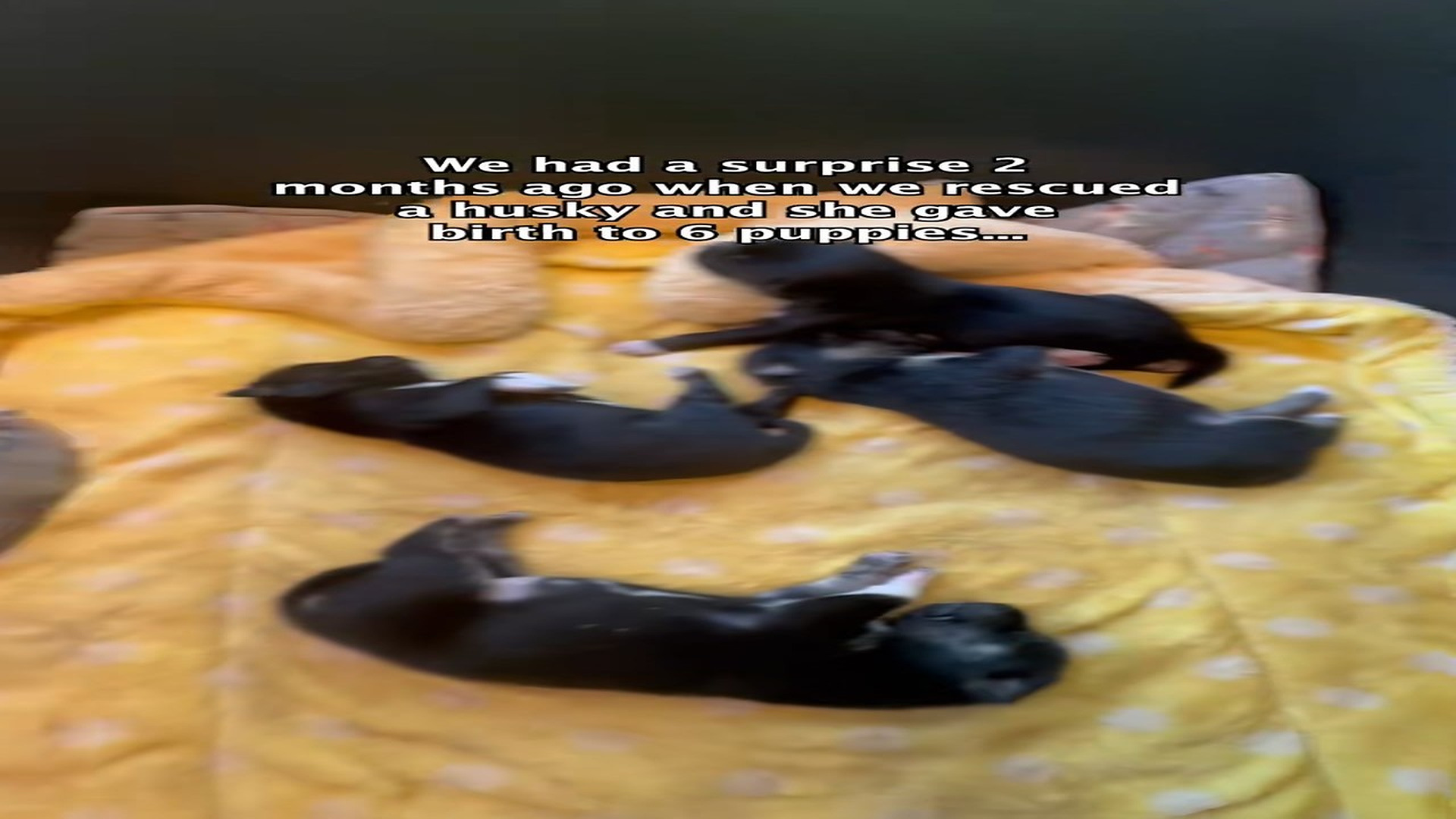 Full Video : H0507026_We ve watched Bowie s six puppies come into Earth thanks to thei