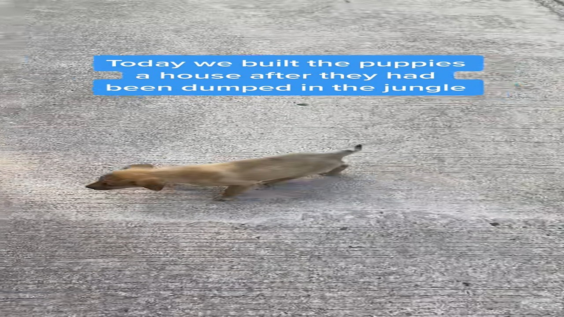 Full Video : H0507025_Today puppies their own little house to in #puppies #pup