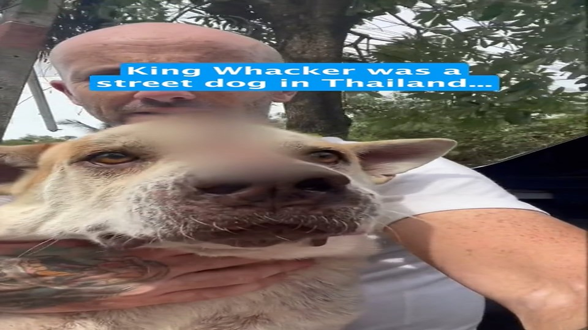 Full Video : H0507023_King Whacker has always had a special place in my heart I was a b