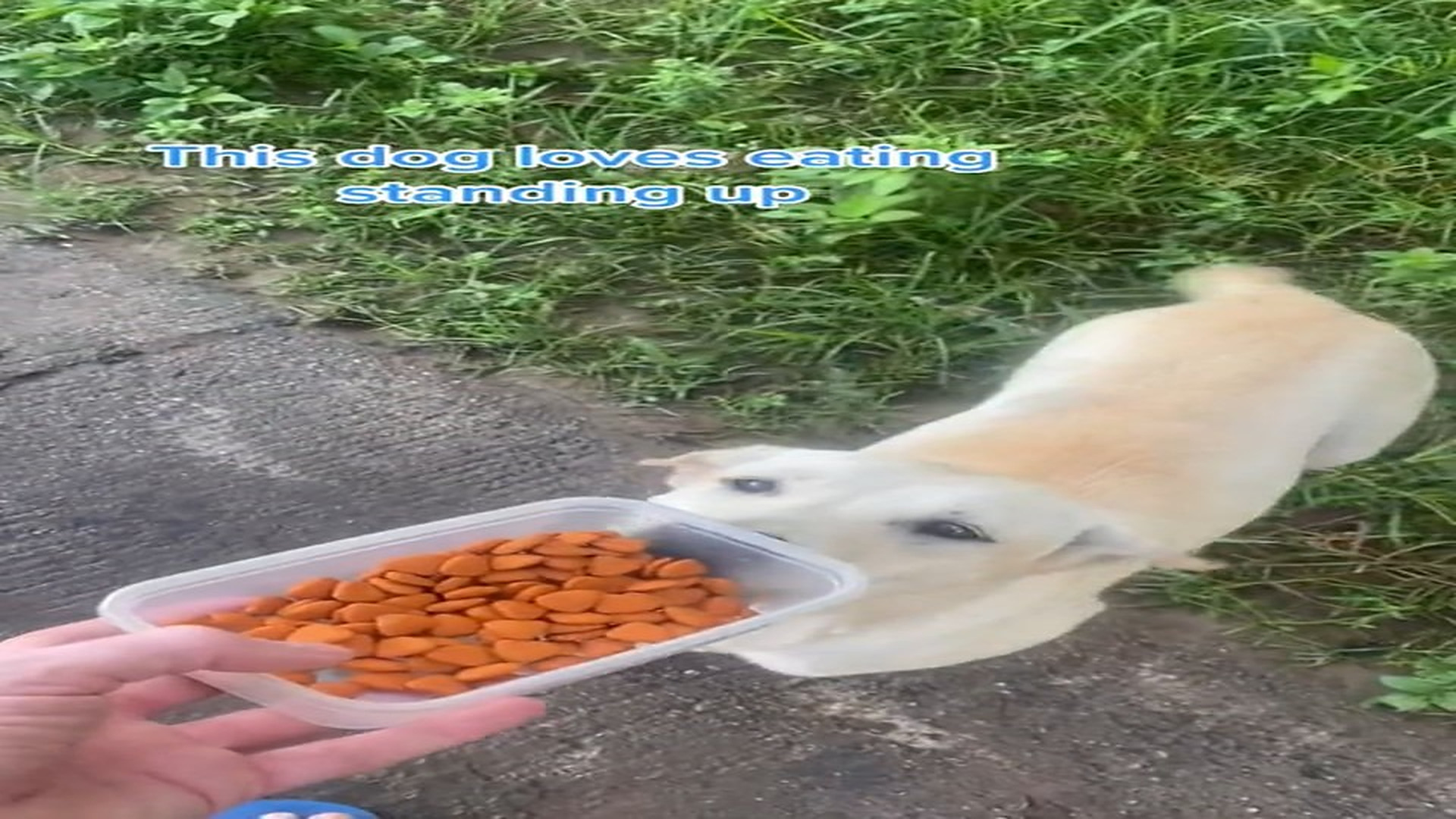 Full Video : H0507017_Funny dog loves eating standing up on 2 legs. Thailand street dog #do