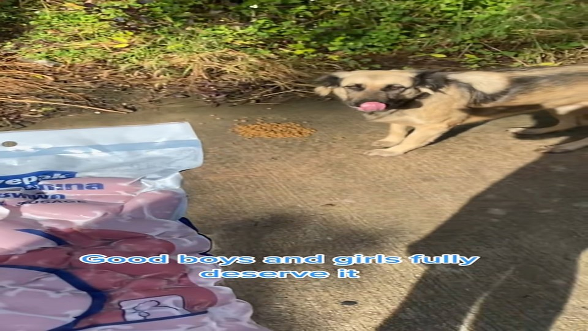 Full Video : H0507014_Sausage treat day Thailand street dogs. Their favourite thing