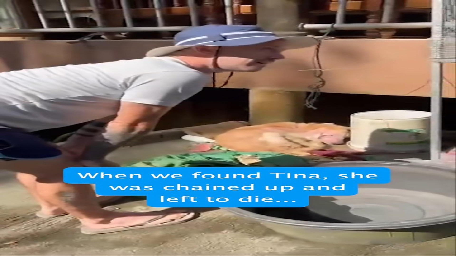 Full Video : H0507012_Tina was unrecognisable as a Golden Retriever at first but just 2 mon