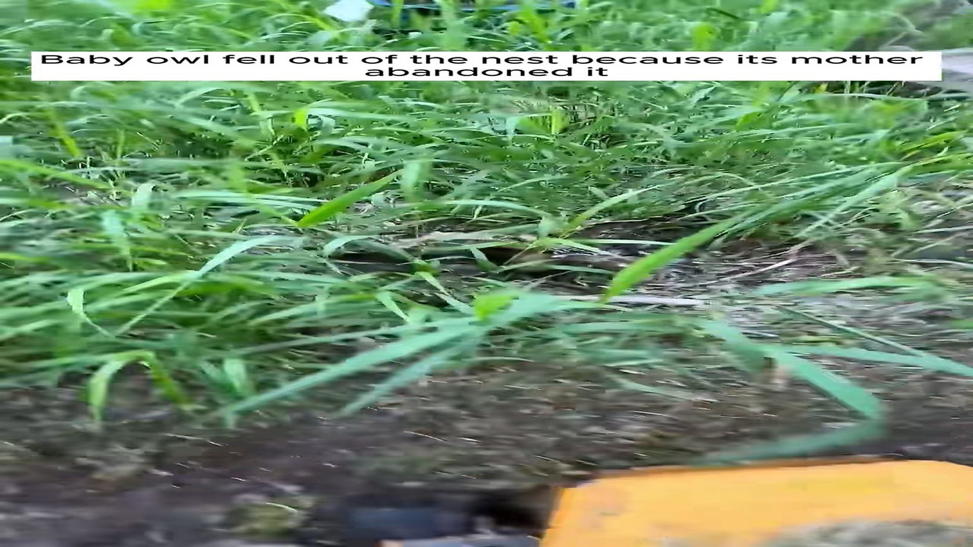 Full Video : H0507007_Rescue a baby owl #rescue #animal #rescueanimals #owl