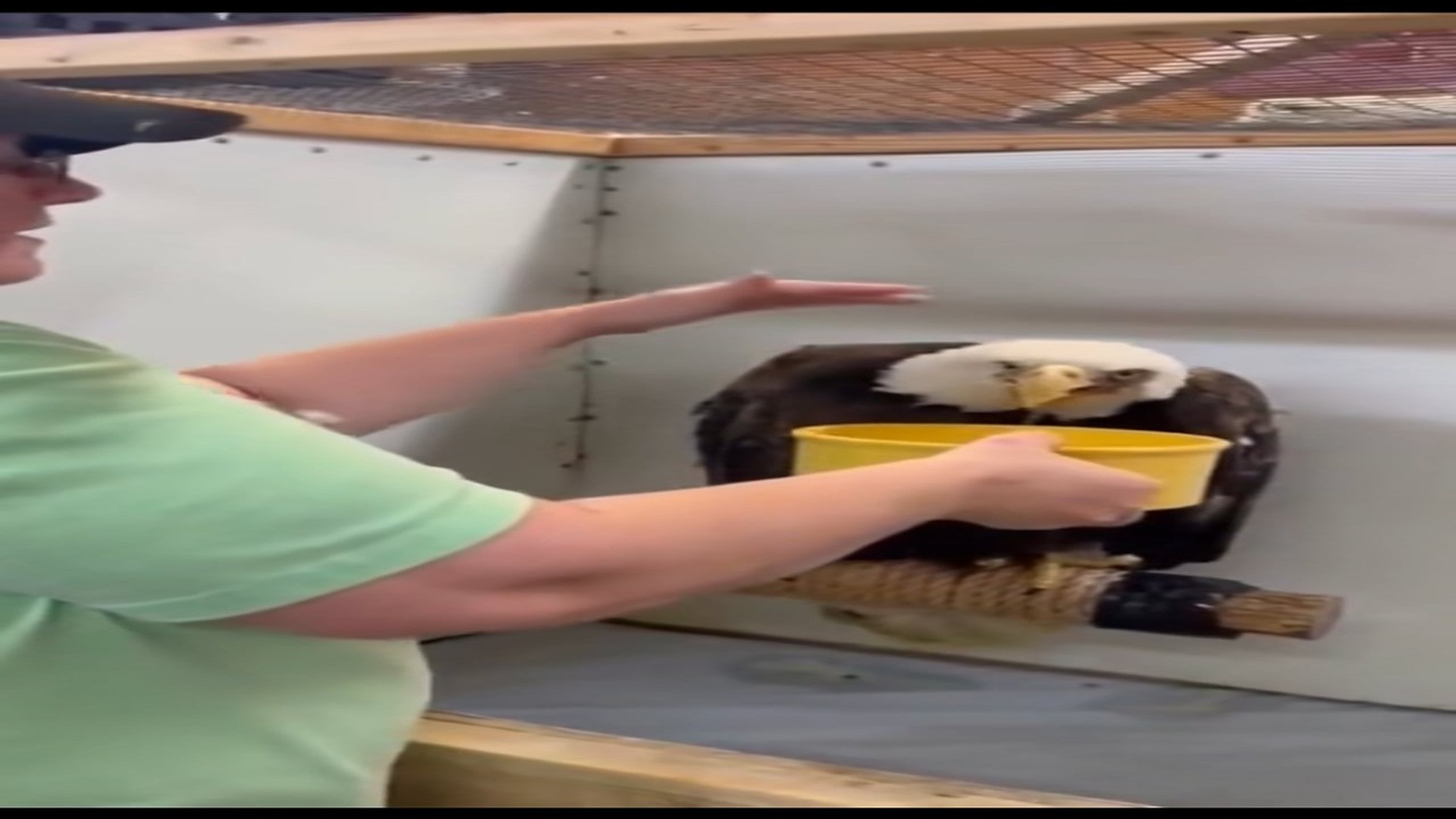 Part 2 : H0607004_Bald Eagle rescued Construction site! #eagle #animals #rescue #r_part2