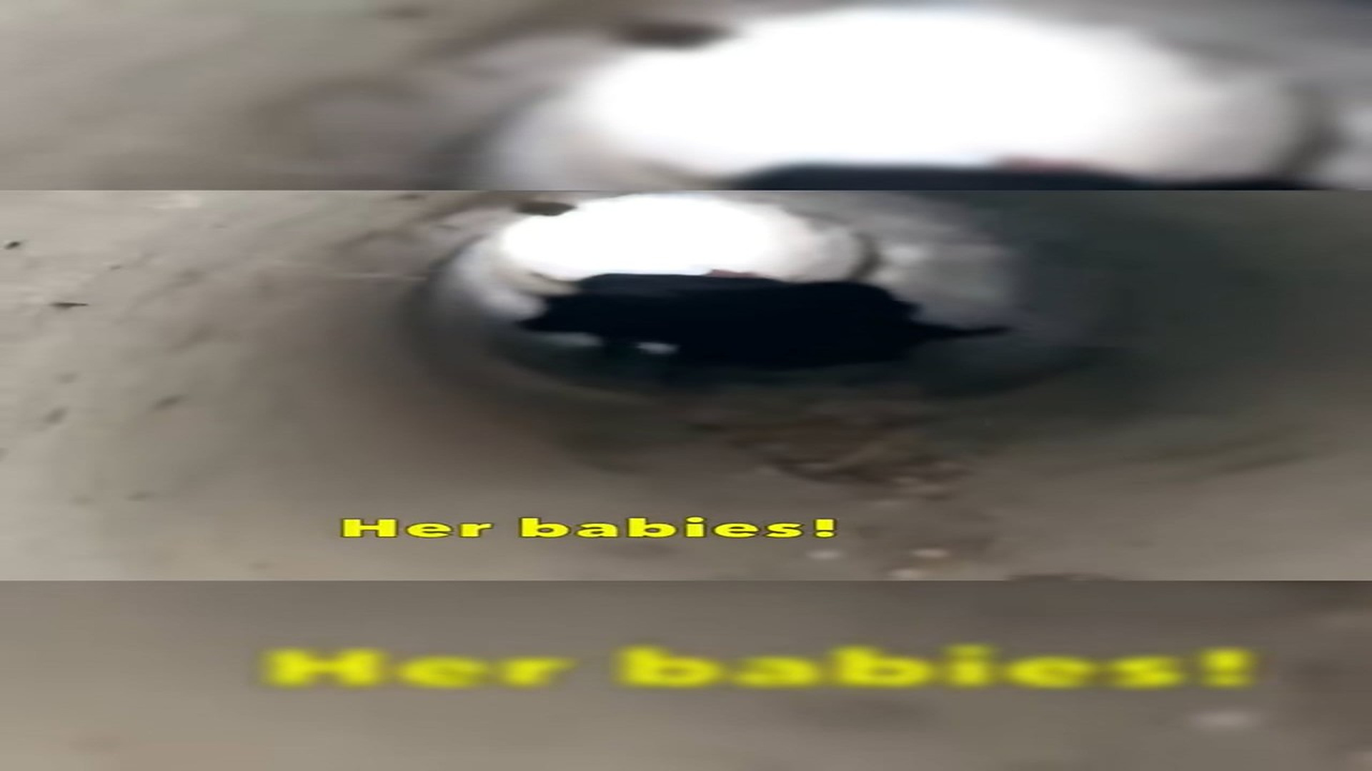 Part 2 : H0607015_Kind man rescues mothe dog puppies cold snow! #animals #resc_part2