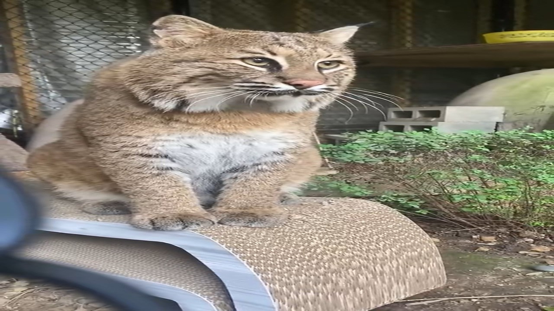 Part 2 : H0607008_Human love tamed a ferocious bobcat stuck in a car! #bobcat #rescue_part2