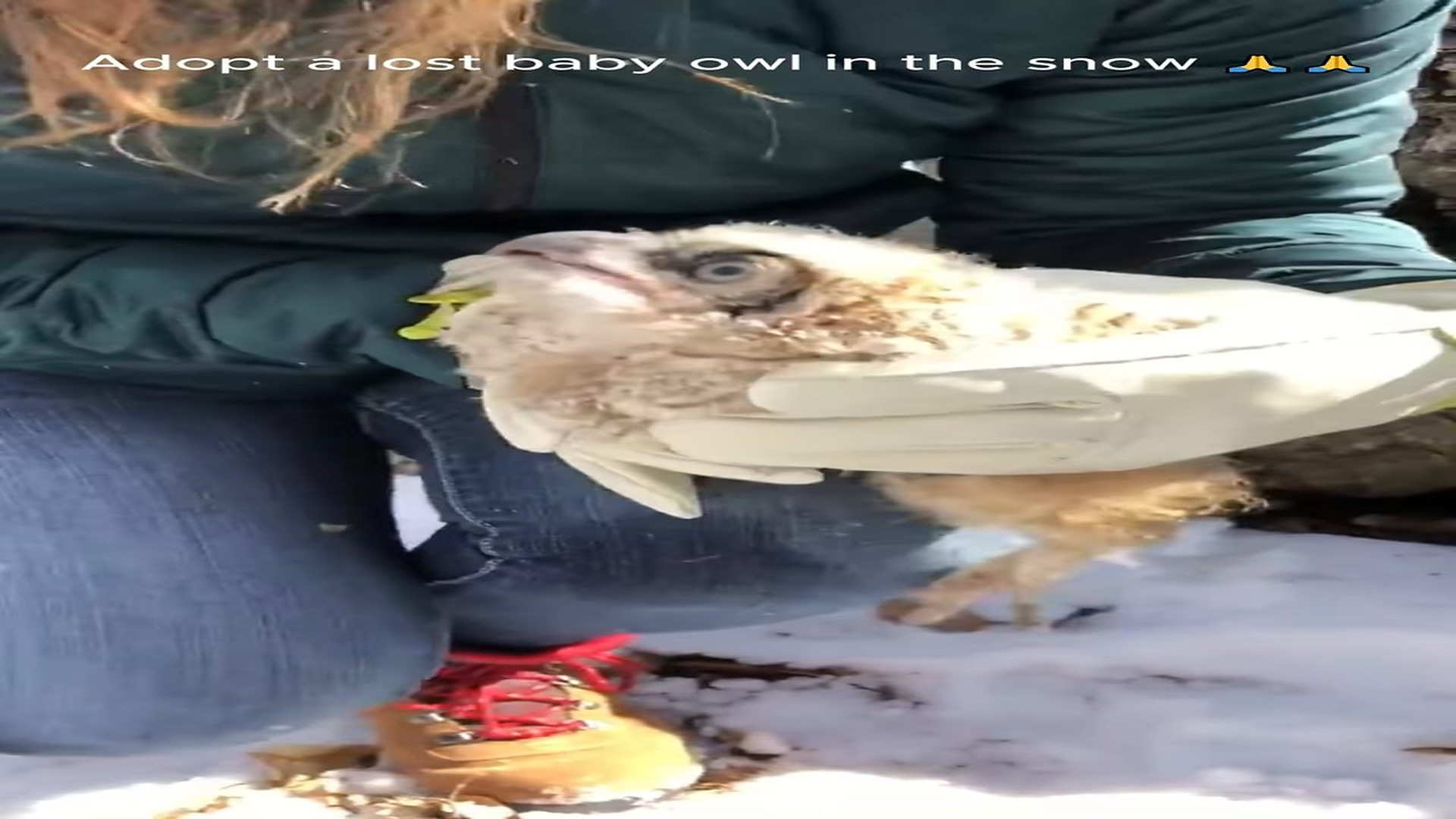 Part 2 : H0607005_Adopt a lost baby owl in snow!! #animals #animalsoftiktok #fyp #p_part2