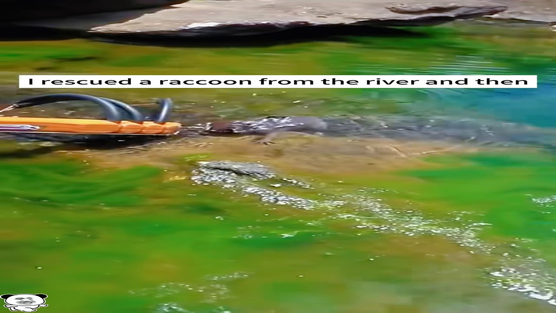 Full Video : H0607044_I rescued a raccoon river then #animals #rescue#thank#r