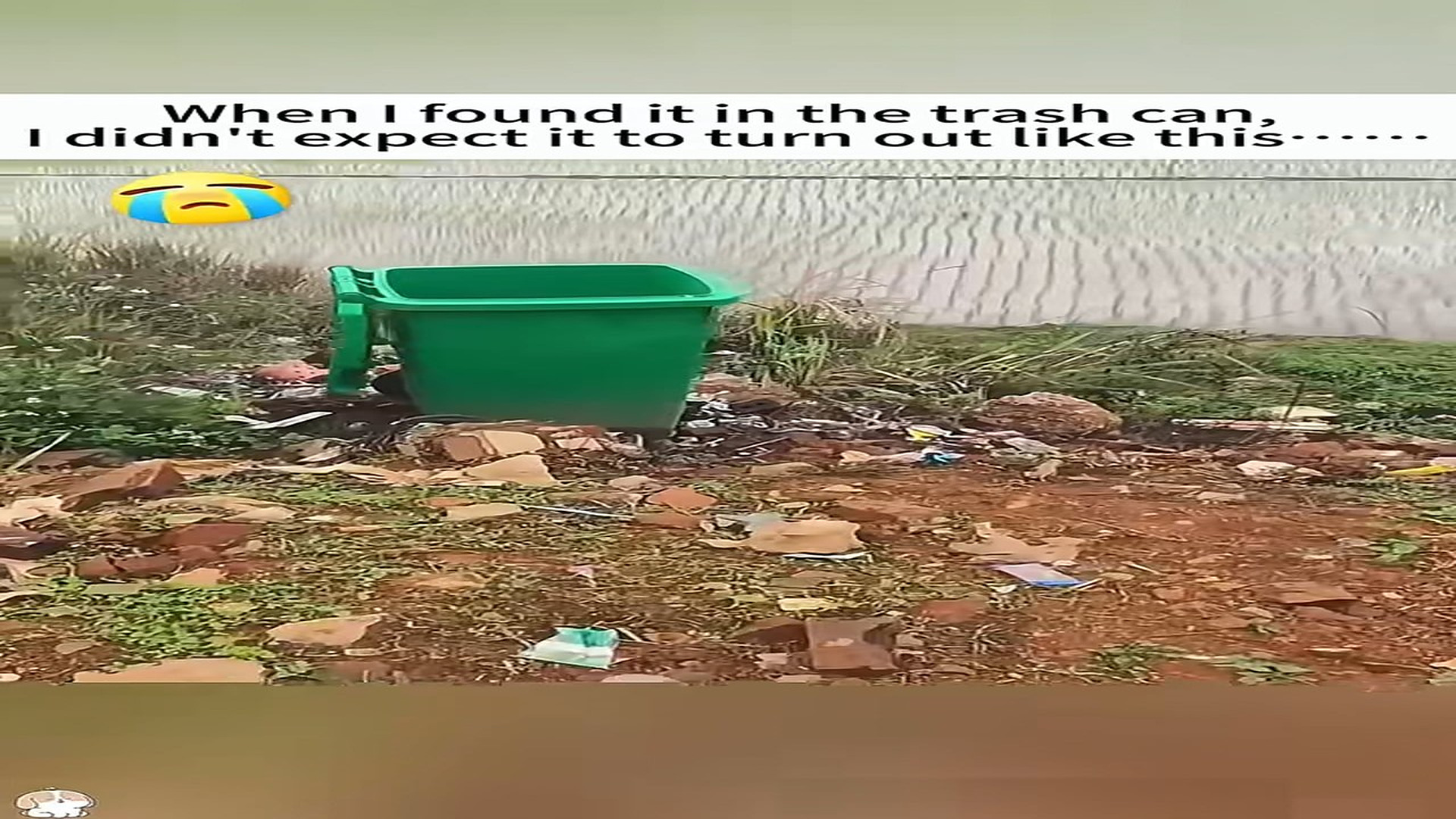 Full Video : H0607040_When l found it in trash can, l didn t expect it to tum out like