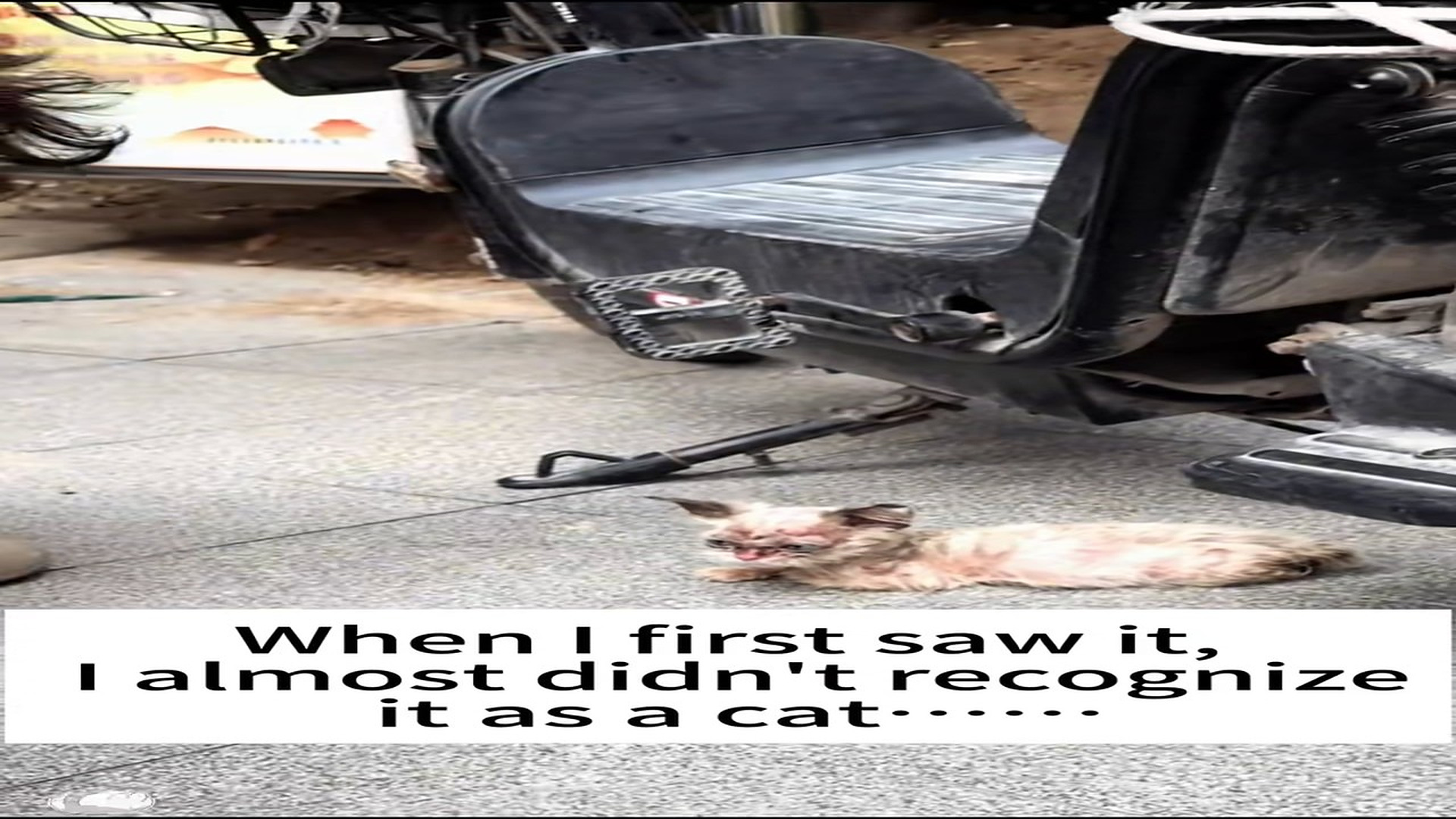 Full Video : H0607038_When l first saw it,l almost didn t recognize it as a cat #catrescue