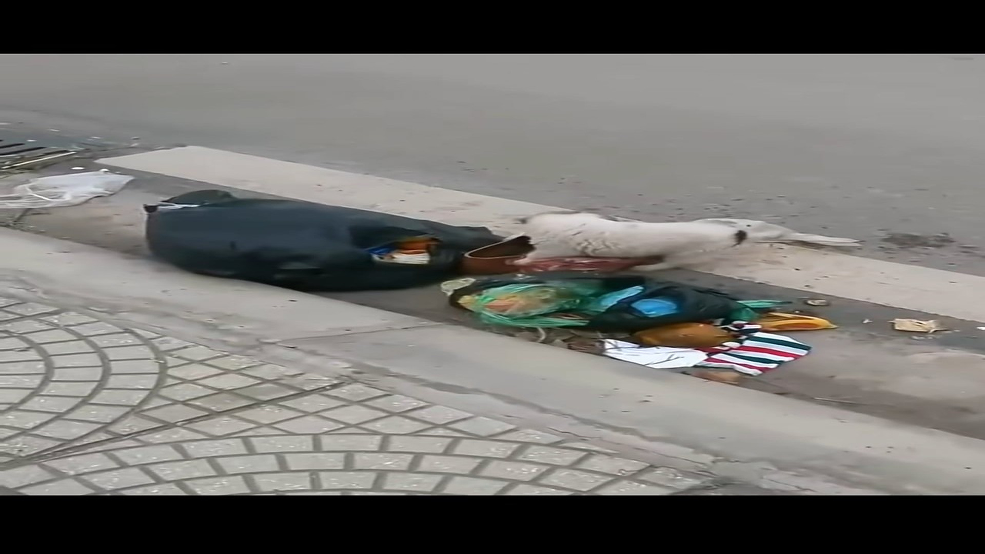 Full Video : H0607032_Rescue a puppy lost mother #animals #rescue #dog #dogsoftiktok #puppy