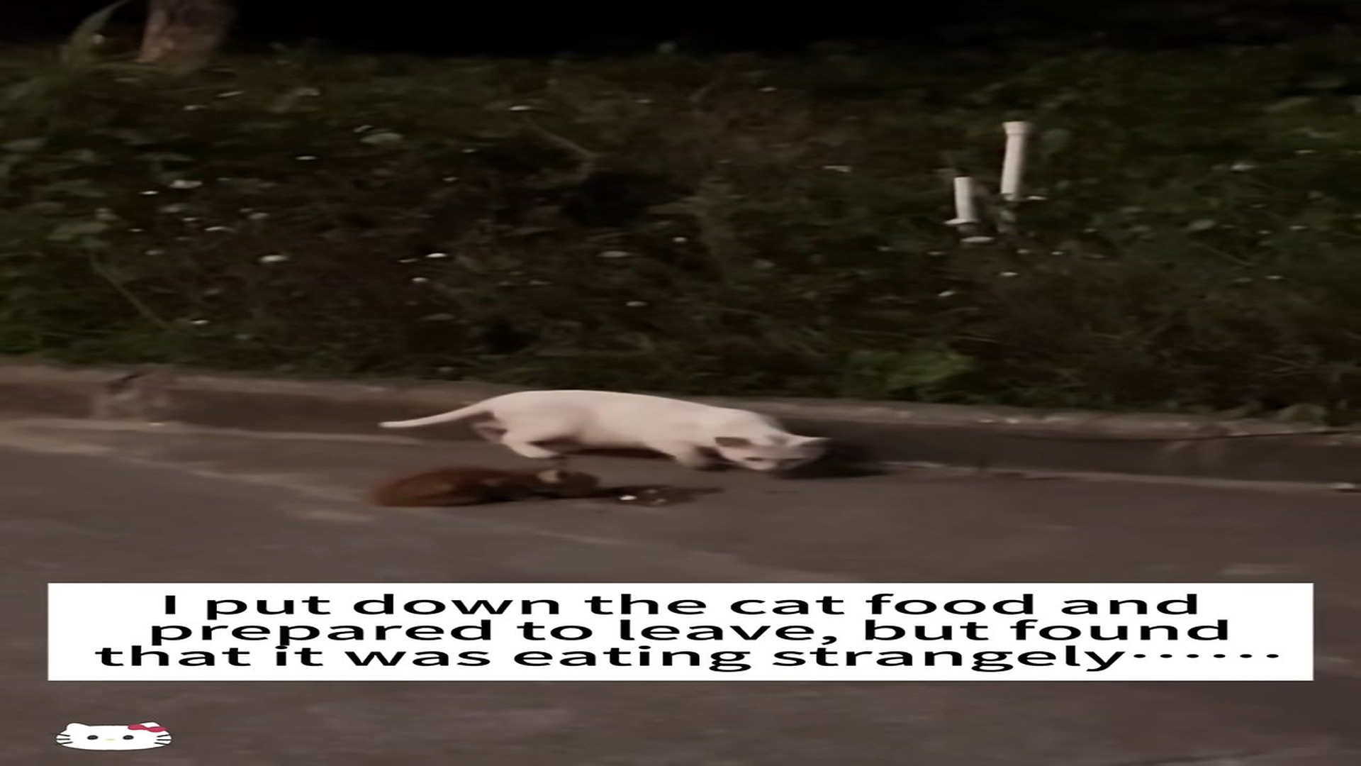 Full Video : H0607033_I put down cat food prepared to leave,but found it was e