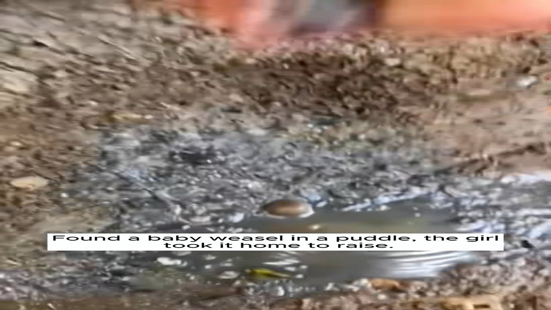 Full Video : H0607025_Found a baby weasel in a puddle, girl took it home to raise #resc