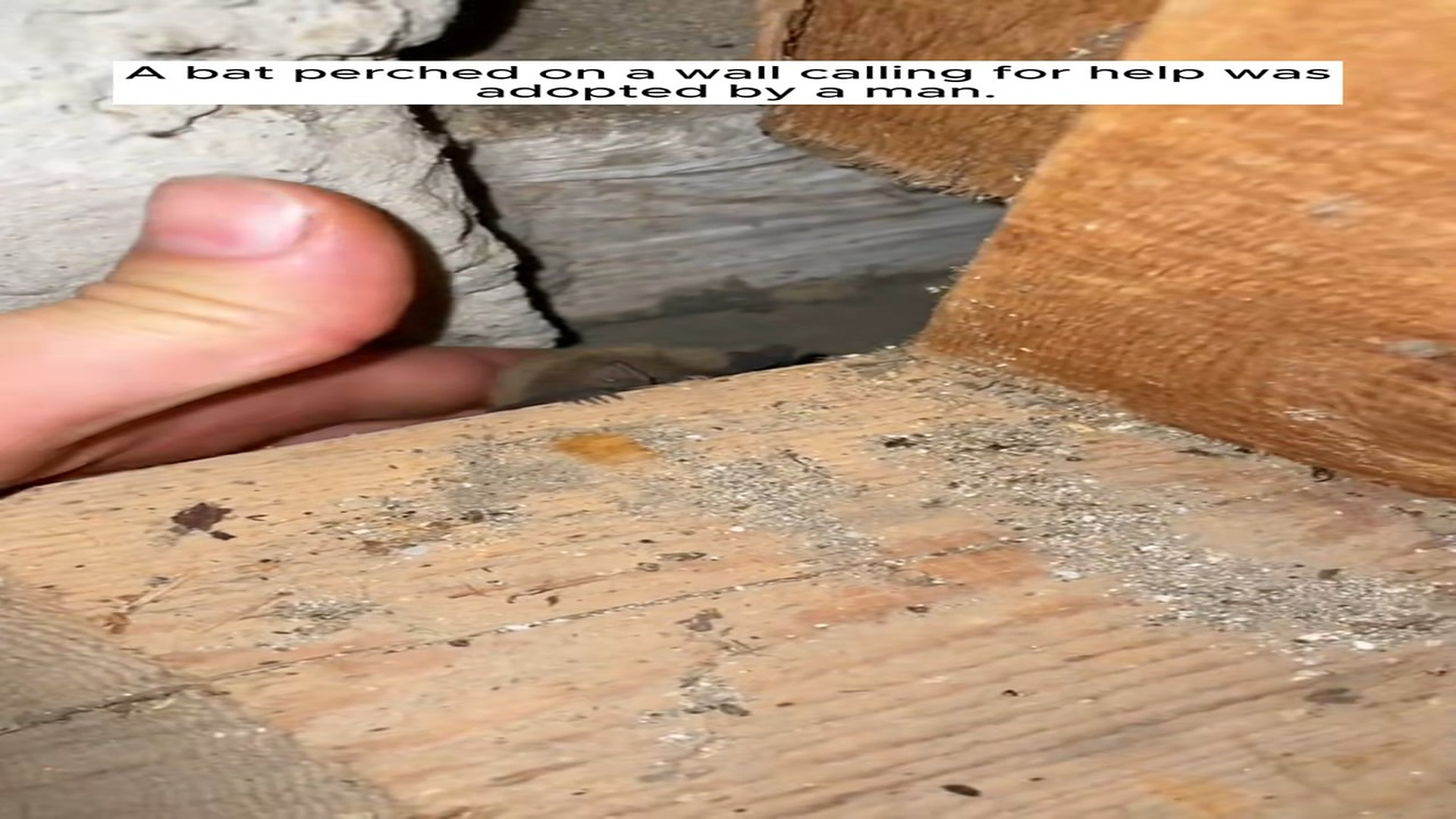 Full Video : H0607022_A bat perched on a wall calling help was adopted by a man #rescue