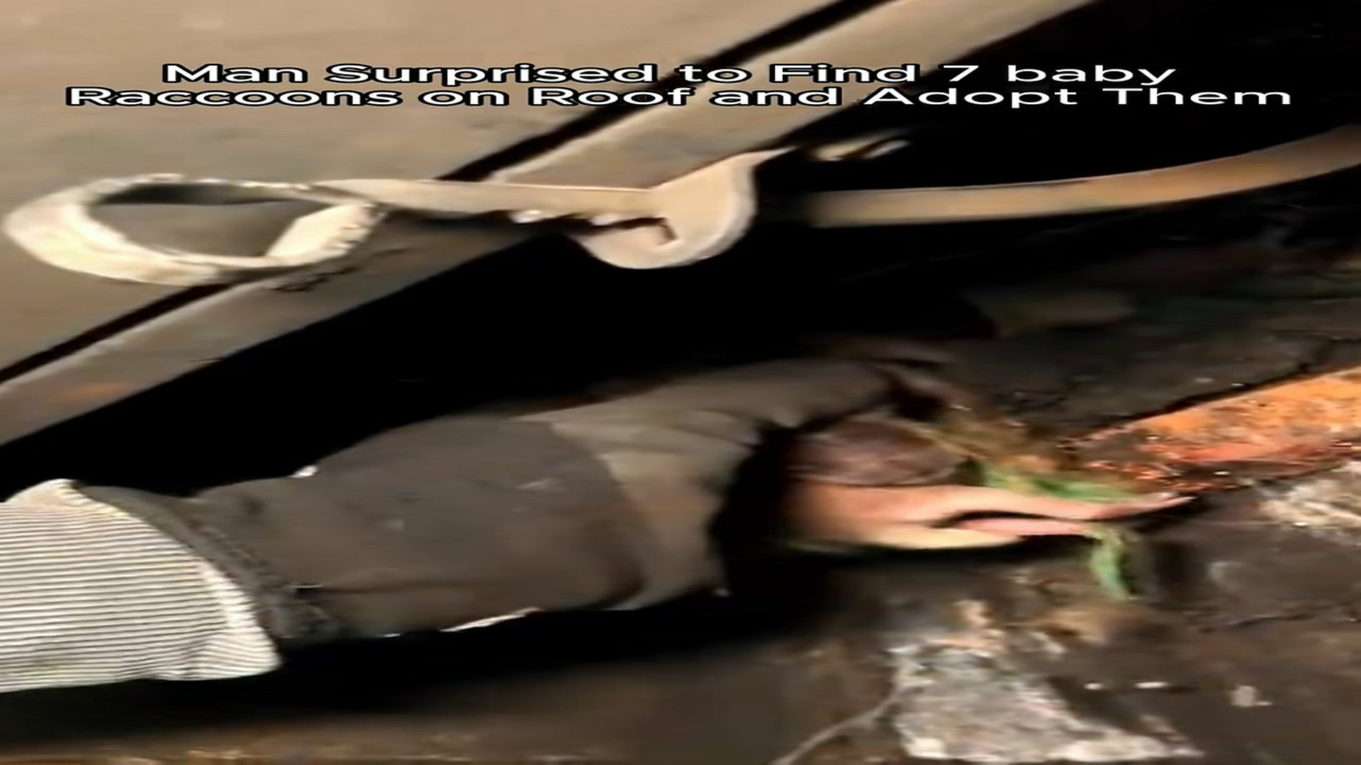Full Video : H0607016_Rescue baby raccoons #rescue #animal #animalsoftiktok #rescueanimals