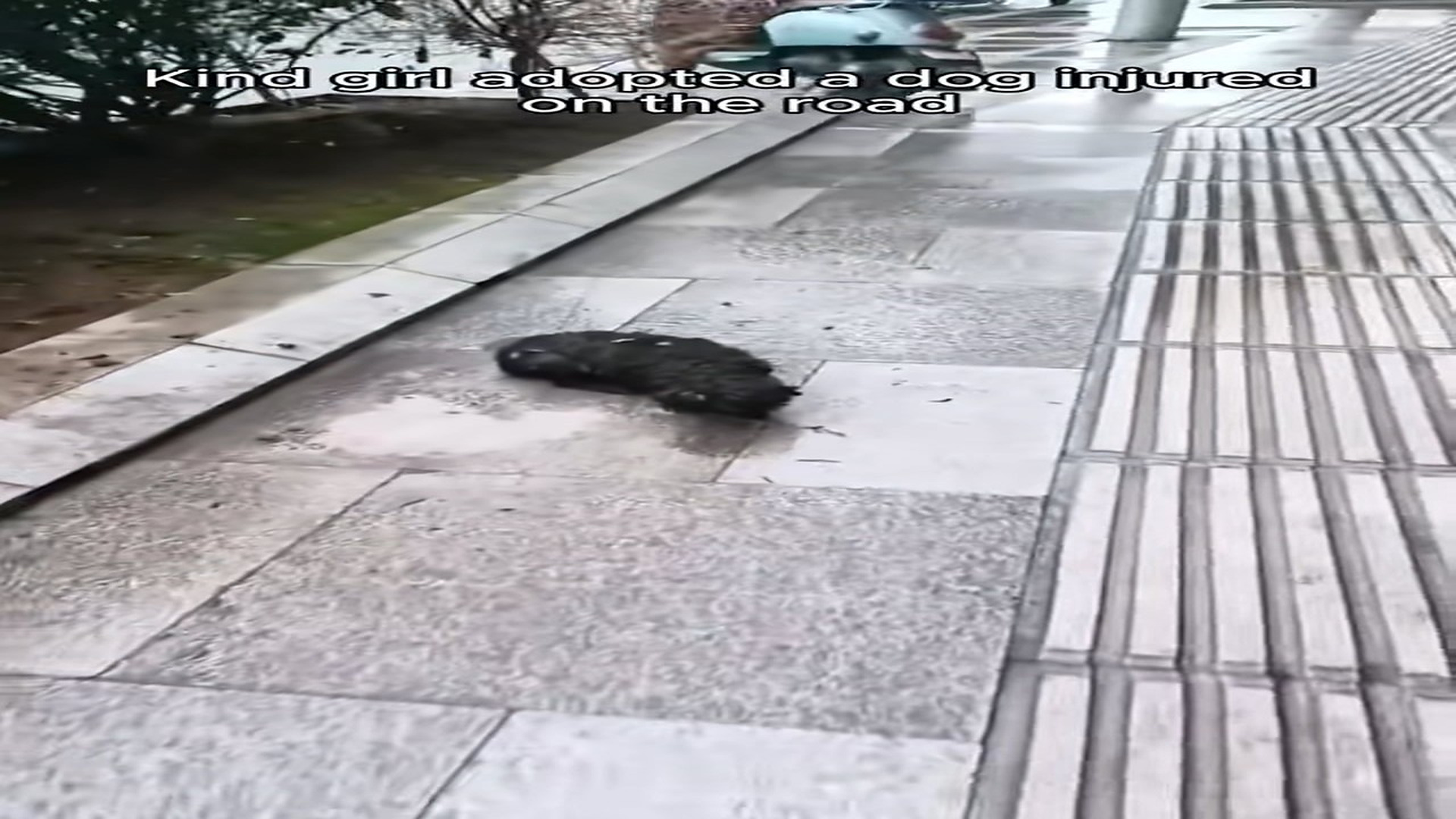 Full Video : H0607010_Rescue a puppy on road #rescue #animal #animalsoftiktok #rescuean
