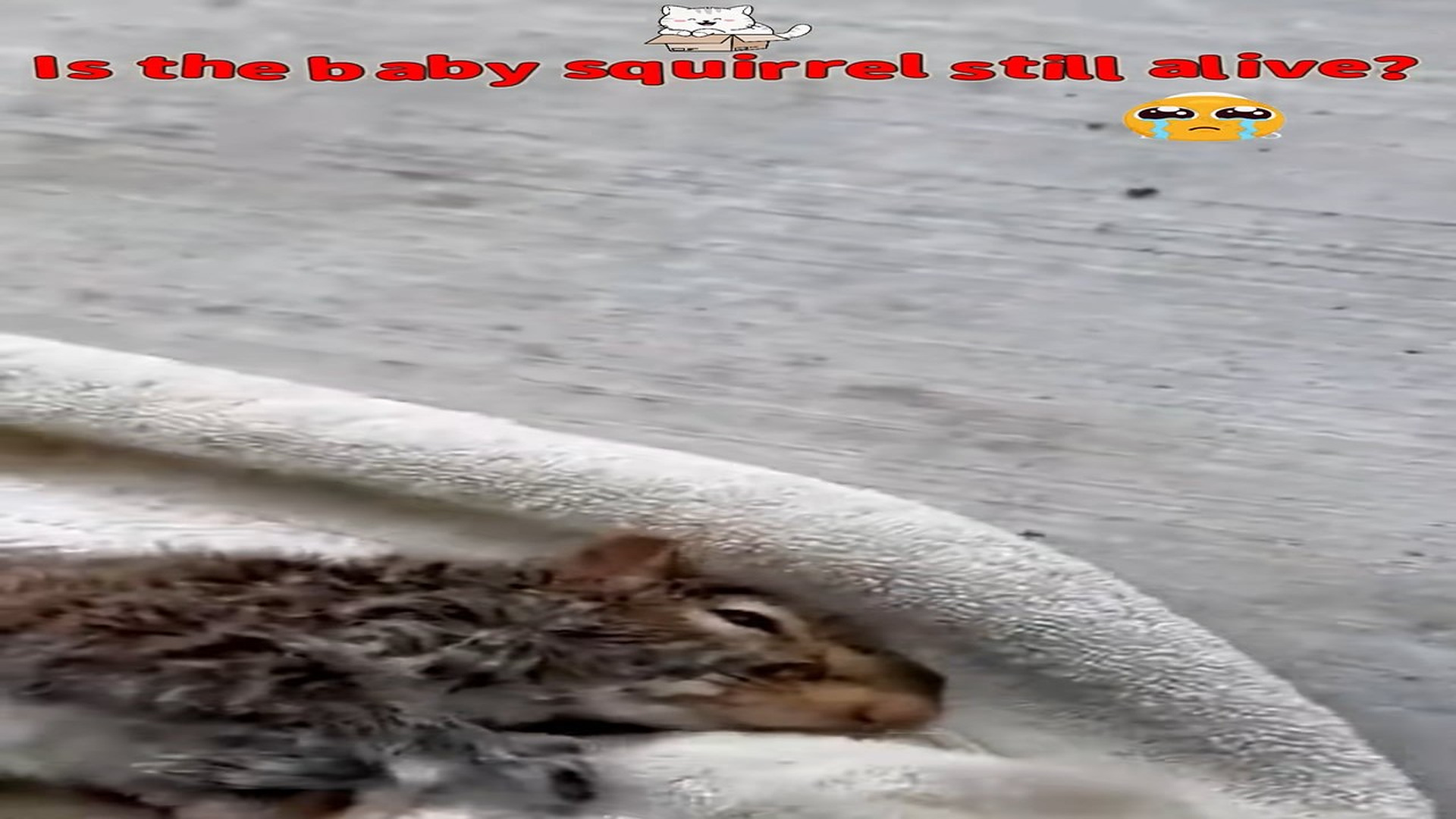 Part 2 : H0707014_Rescu a baby squirrel lost its mother in forest #animal #ani_part2