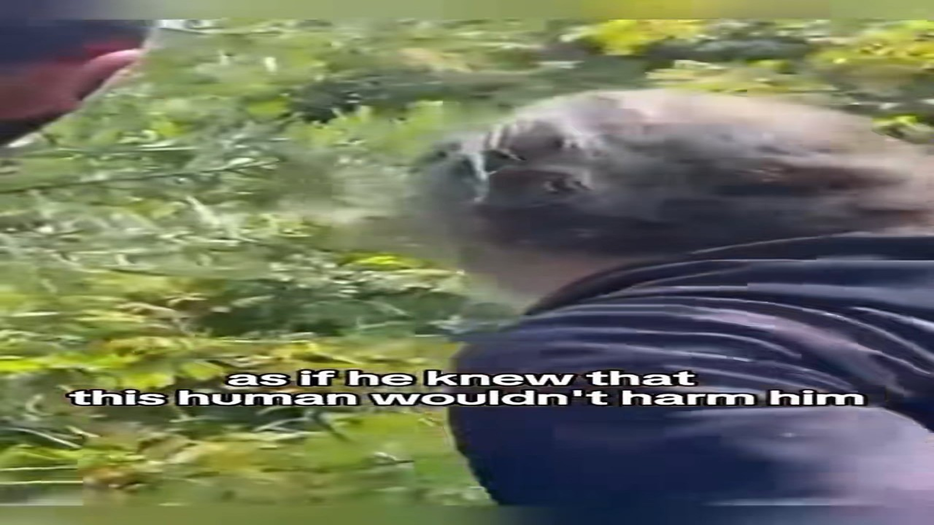 Part 2 : H0707007_Love touched ferocious forest wolf! #wolf #rescue #rescueanimals_part2