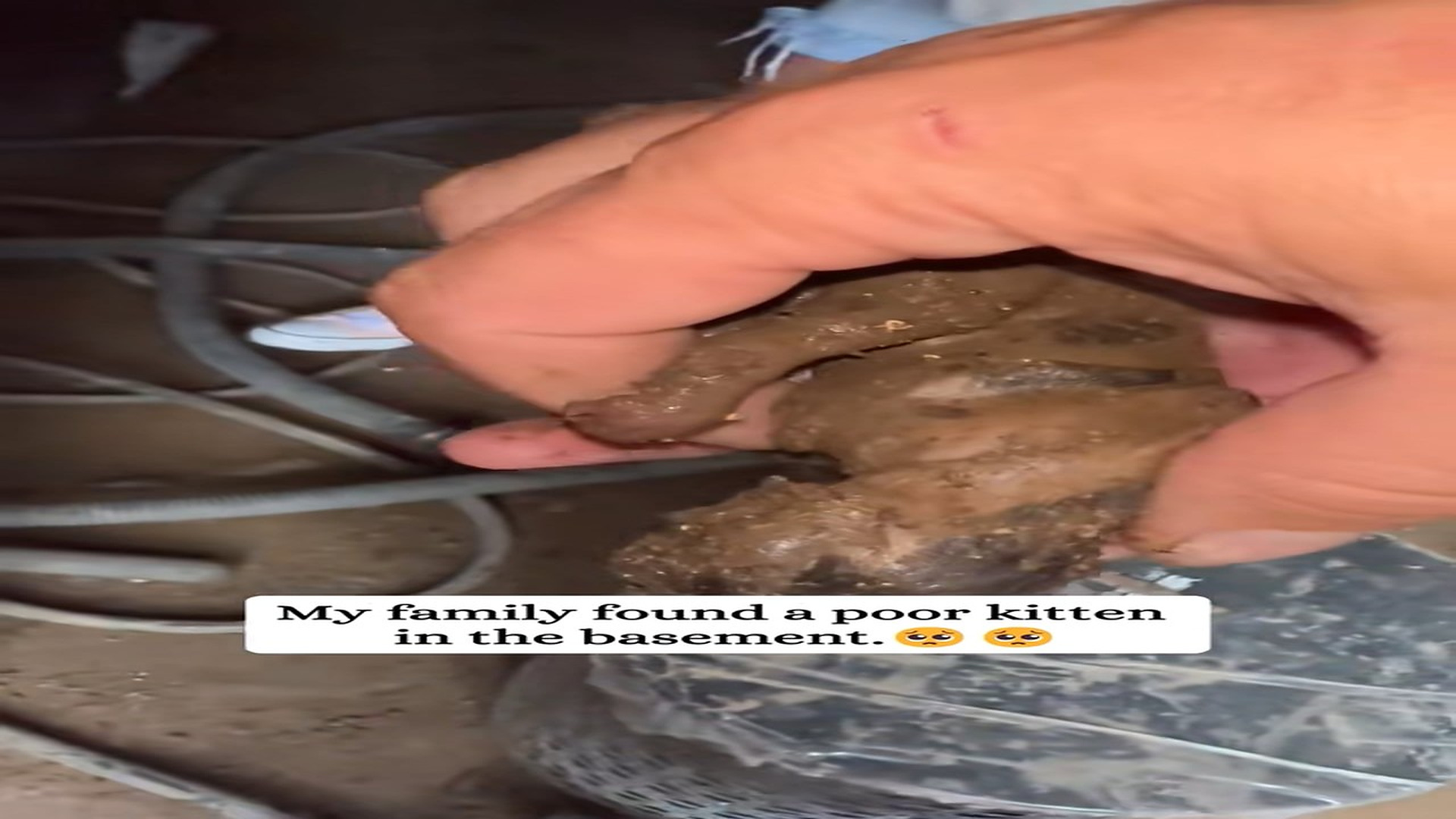 Full Video : H0707026_I think I ve saved a kitten, but I don t expect #animals #rescue