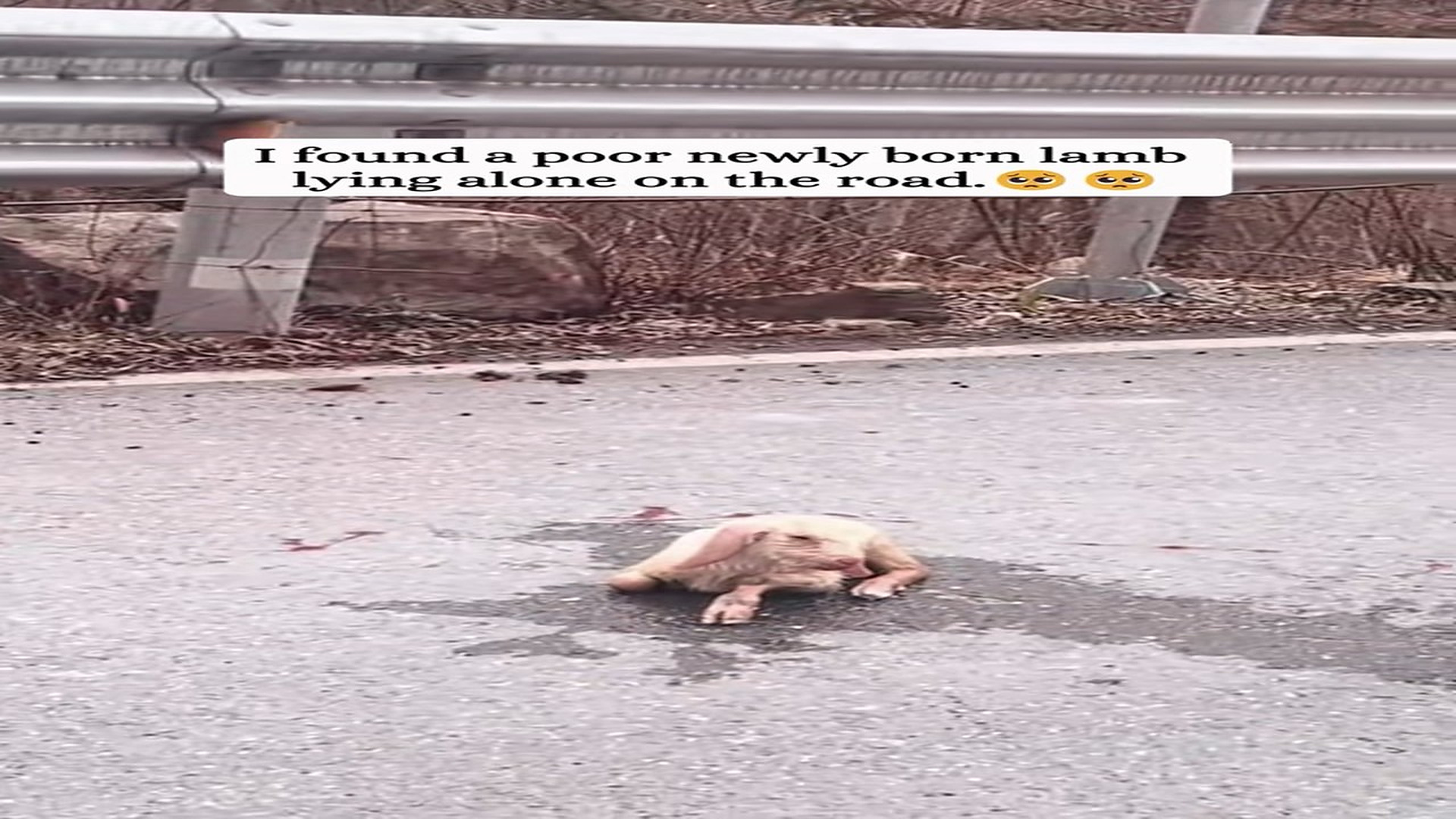 Full Video : H0707022_Rescue a poor lamb then #fyp #animals #lamb #rescue #save #animal