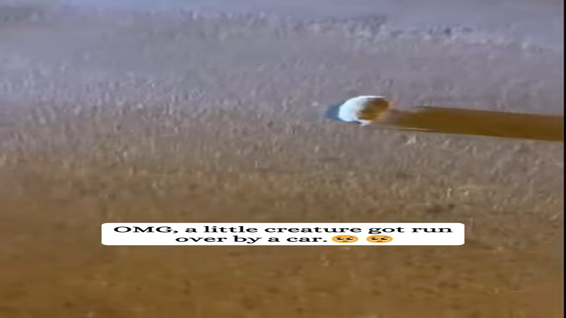 Full Video : H0707023_A little creature get run over by a car then #fyp #animals #rescu