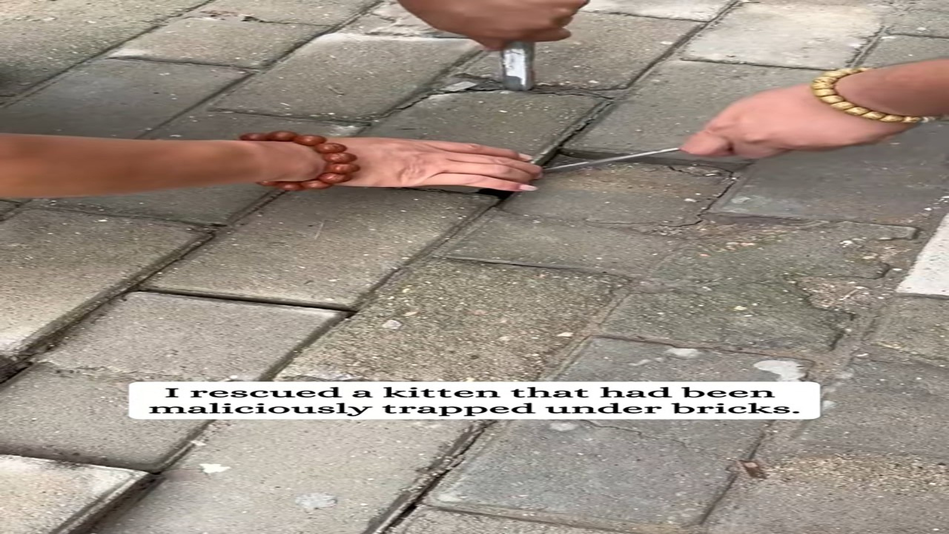 Full Video : H0707019_Rescue a kitten trapped beneath pavement #rescue #fyp #animals #s