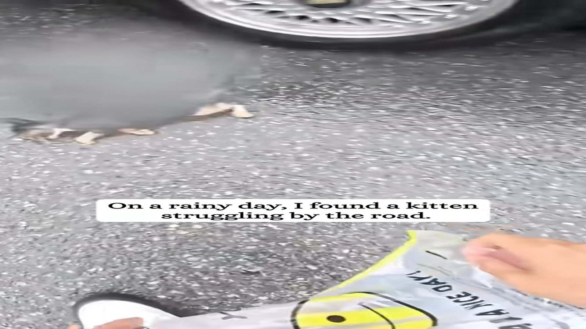 Full Video : H0707013_I found a kitten struggling by roadside then #rescue #fyp #an