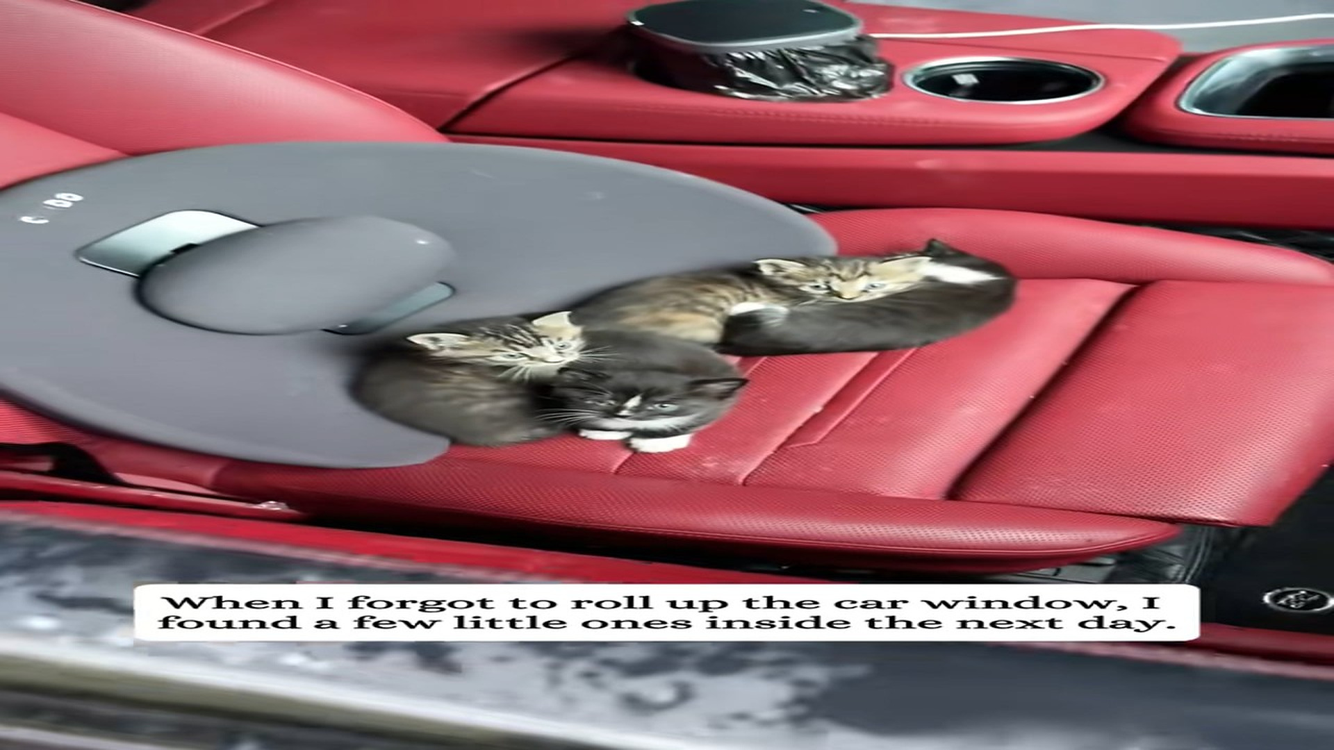 Full Video : H0707010_I found some kittens in my car then #fyp #animals #rescue #save