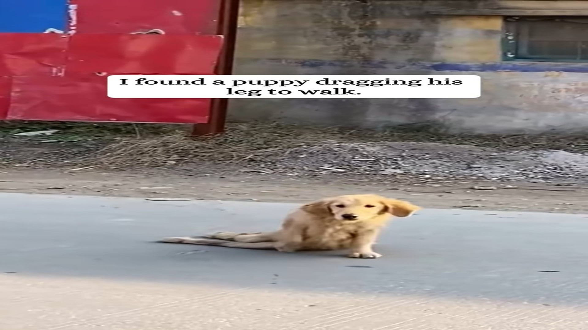 Full Video : H0707008_I found a puppy dragging his leg to walk then #fyp #rescue #anima