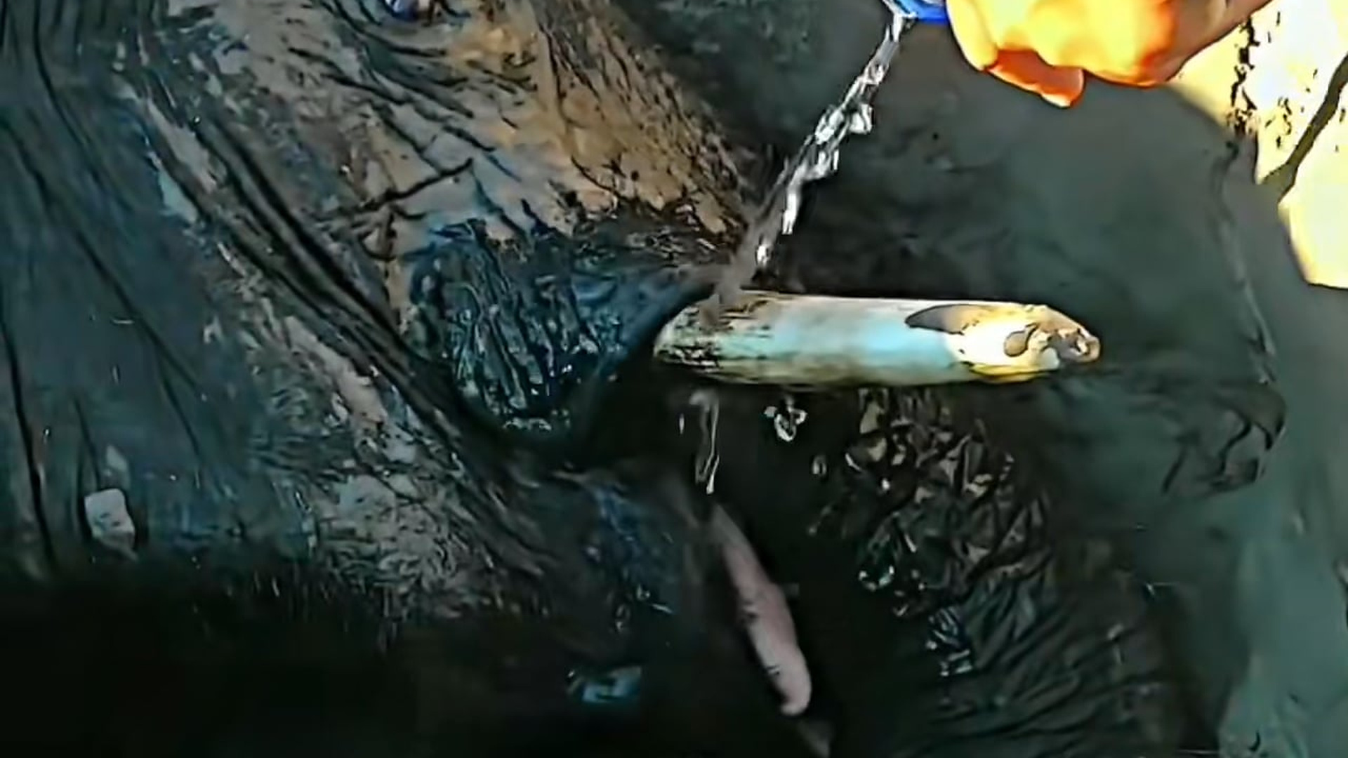 Full Video : H0807041_A união faz a força! Heróis salvaram o elefante. #emocionante #c