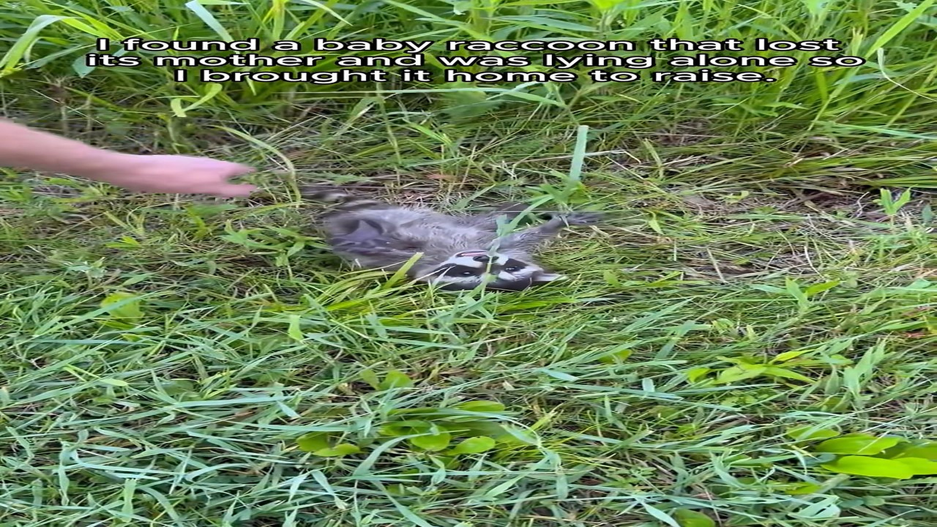 Full Video : H0807002_Do you want to raise a raccoon #rescue #animal #animalsoftiktok #resc