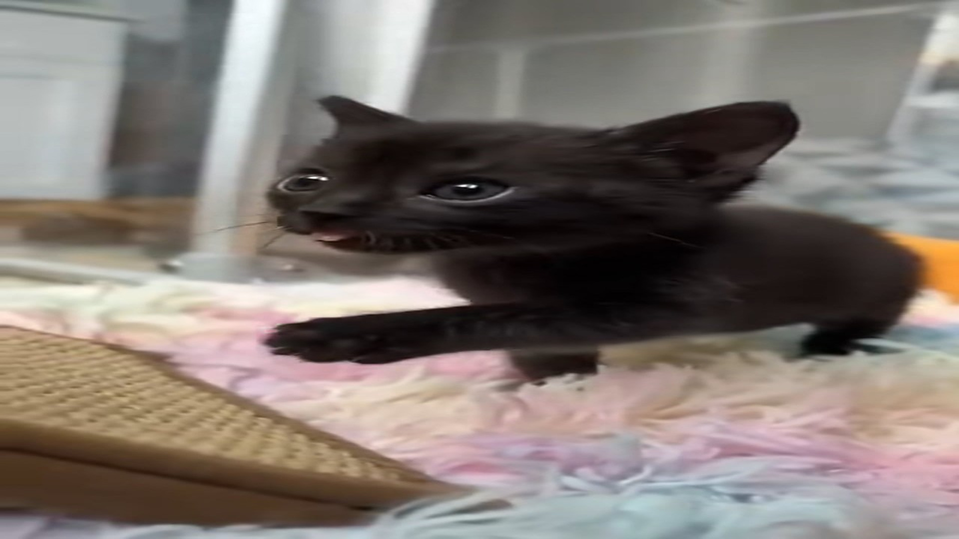 Part 2 : H0807002_Rescue a Black Kitten Surprise followed! #rescue #cat #k_part2