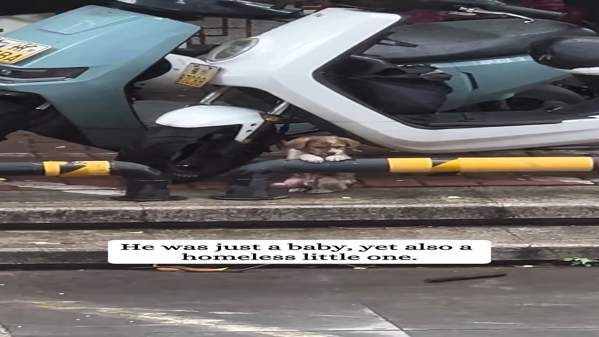 Part 2 : H0907039_Rescue a poor puppy #rescue #fyp #animals #animals #save #animalsresc