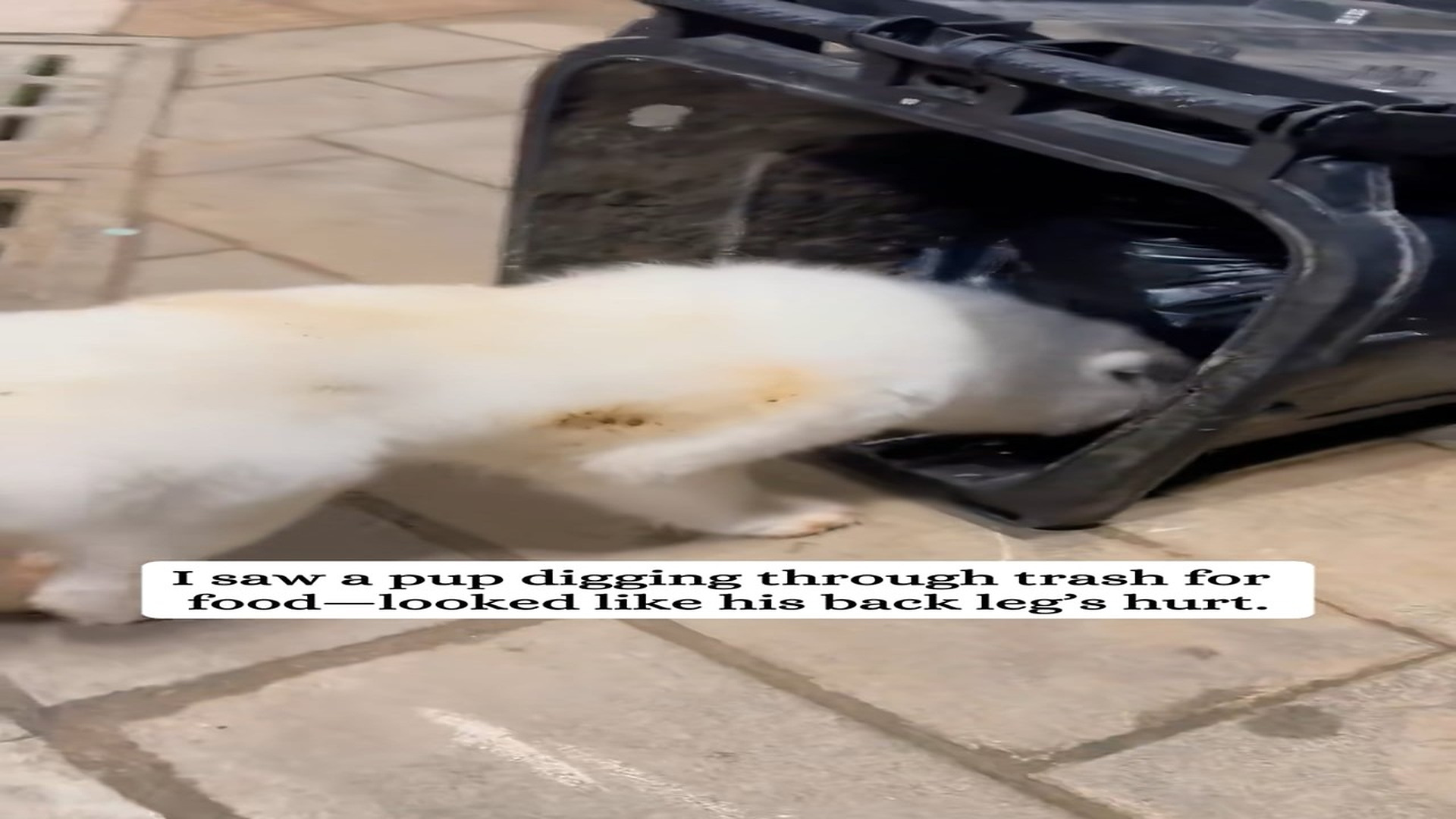 Part 2 : H0907032_Poor puppy #fyp #animal #rescue #animals #dog