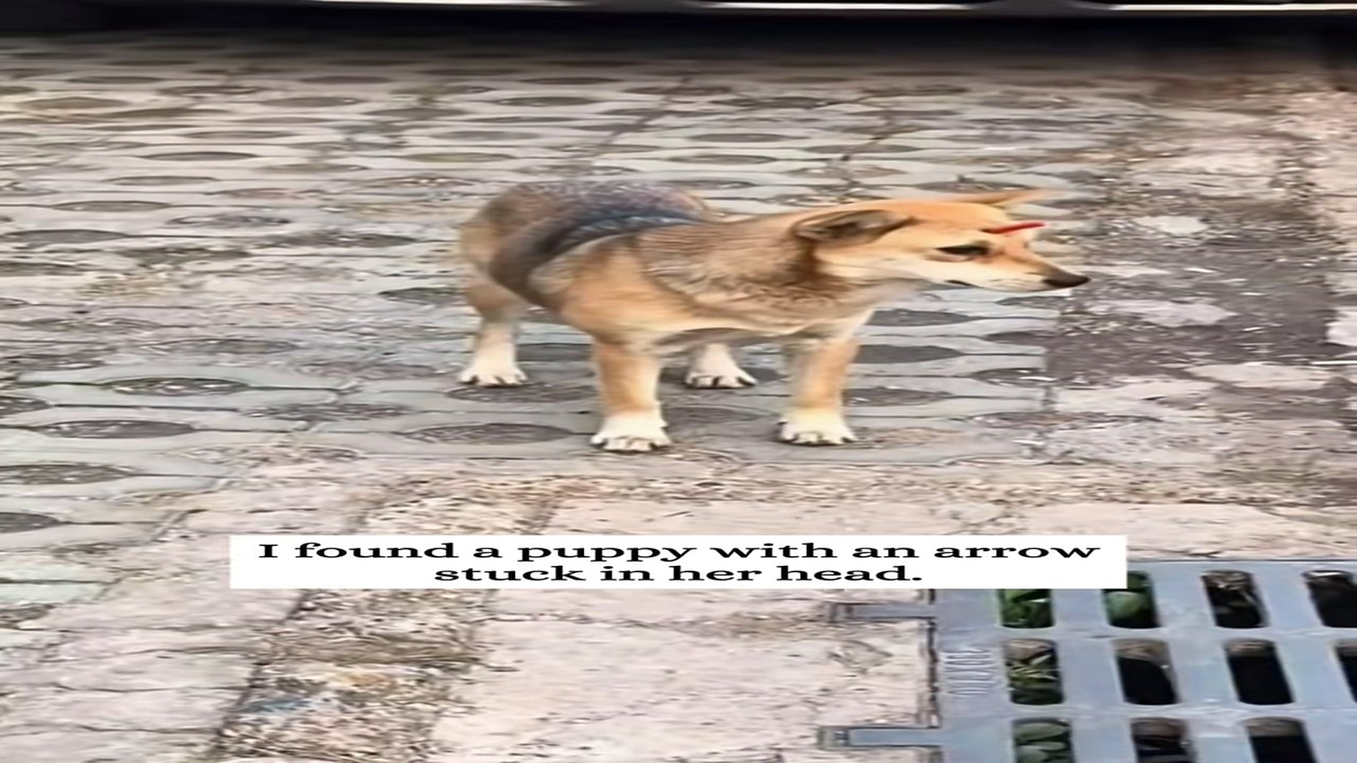 Part 2 : H0907028_I found a puppy an arrow stuck in her head #fyp #rescue #animal