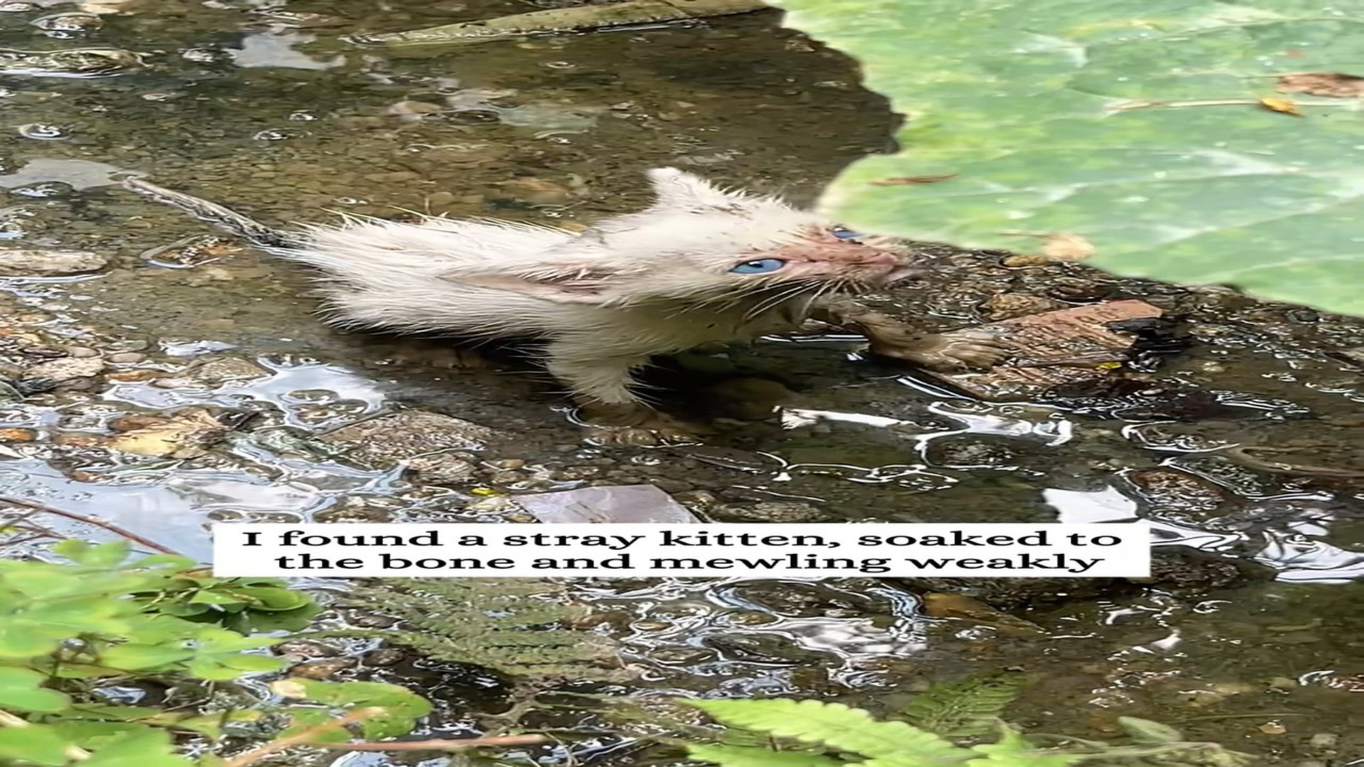 Part 2 : H0907025_I found a stray kitten, soaked to bone mewling weakly #fyp #f