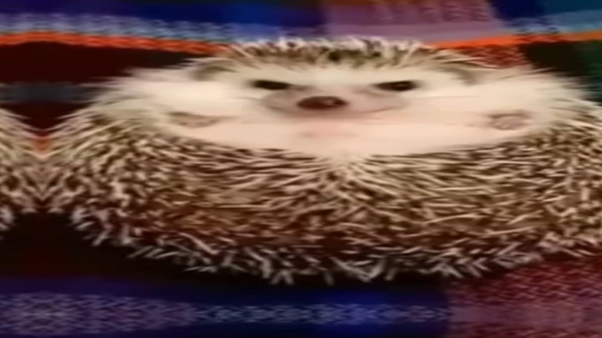 Part 2 : H0907003_Rescue Hedgehog #animals #animalsoftiktok #fyp #pets #petsoftiktok #r_part2