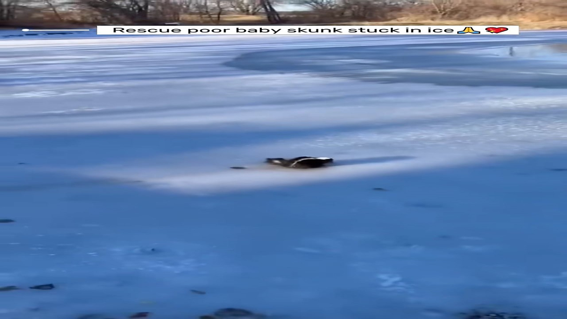 Part 2 : H1007005_Rescue poor baby skunk stuck in ice! #animals #animalsoftiktok #fyp