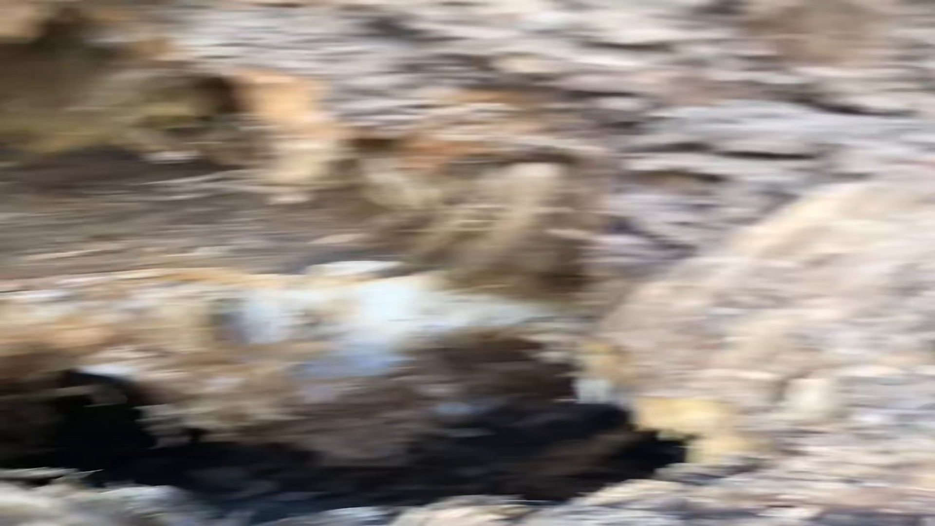 Part 2 : H1007004_Rescue Kitten stuck in tree stump! #animals #kitten #rescue #rescuean