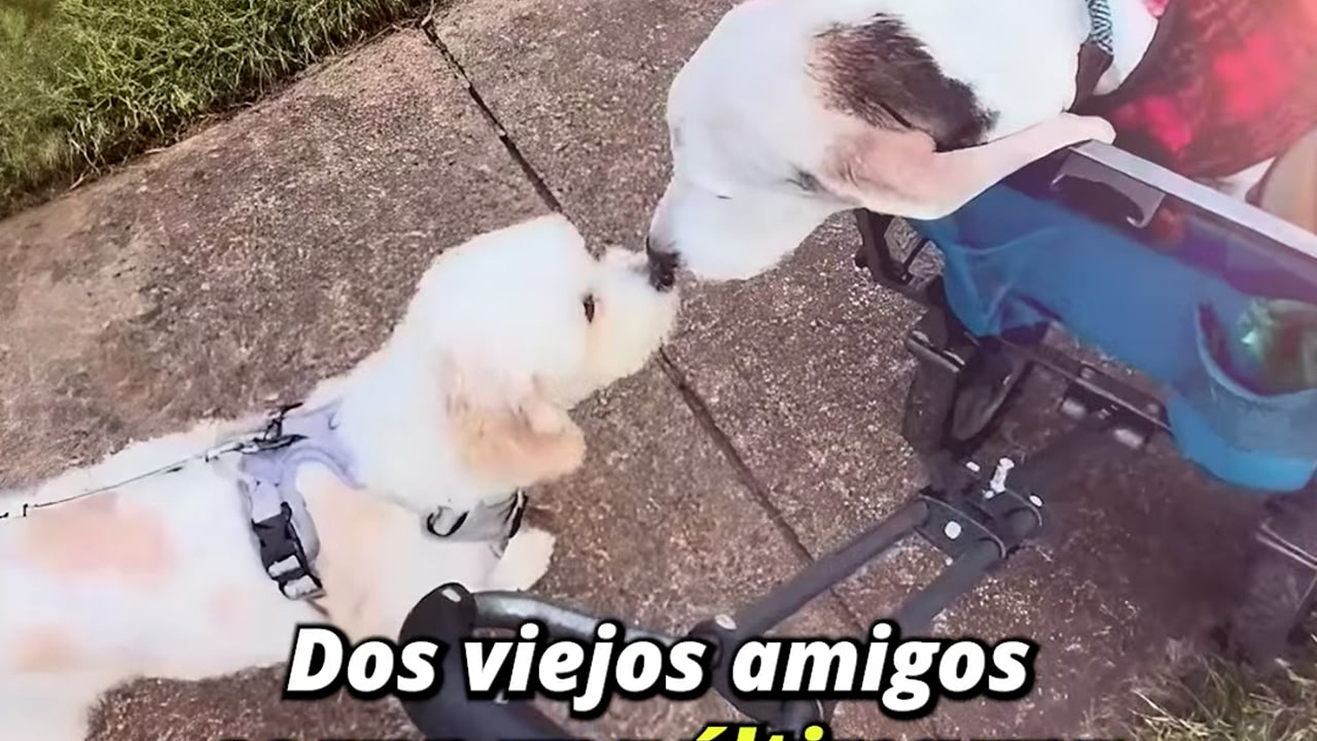 Full Video : H1007031_Fueron amigos por doce años, pero ya es hora de decir adiós
