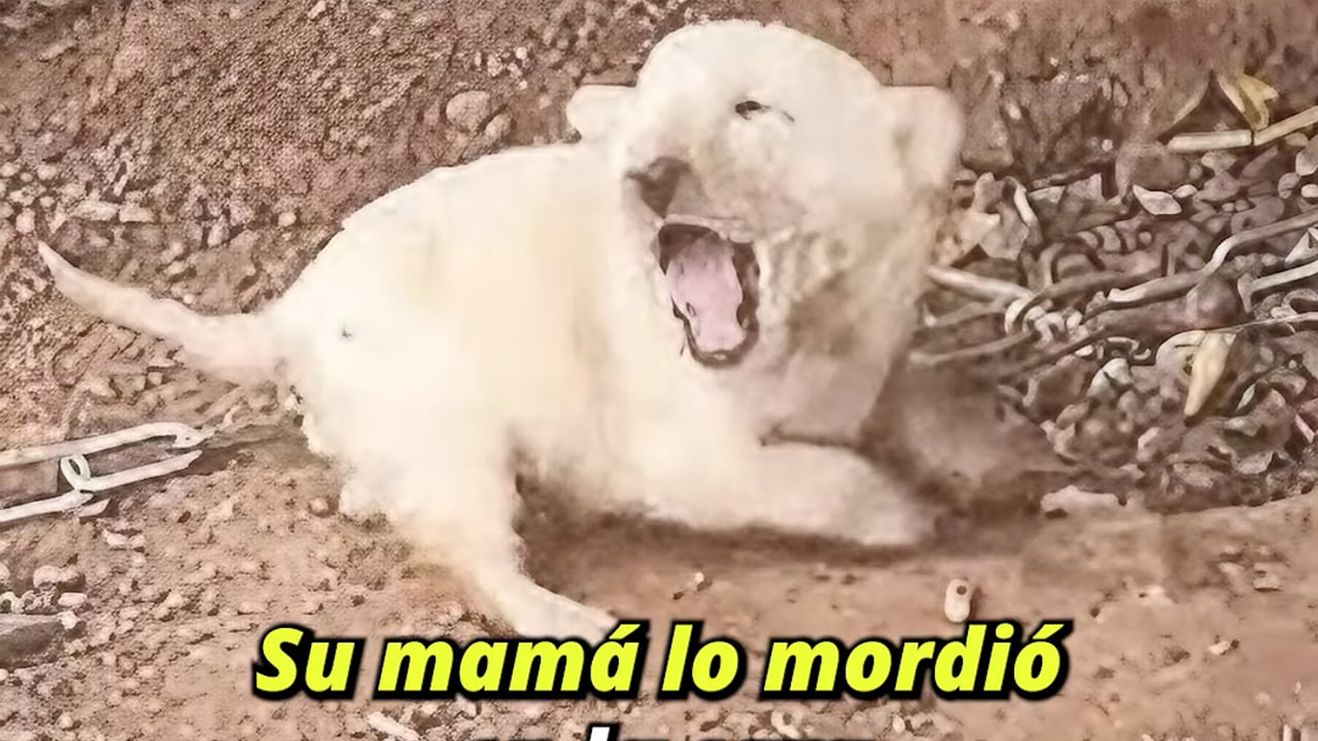Full Video : H1007027_Su mamá no quería compartir la comida con él por eso lo mordió