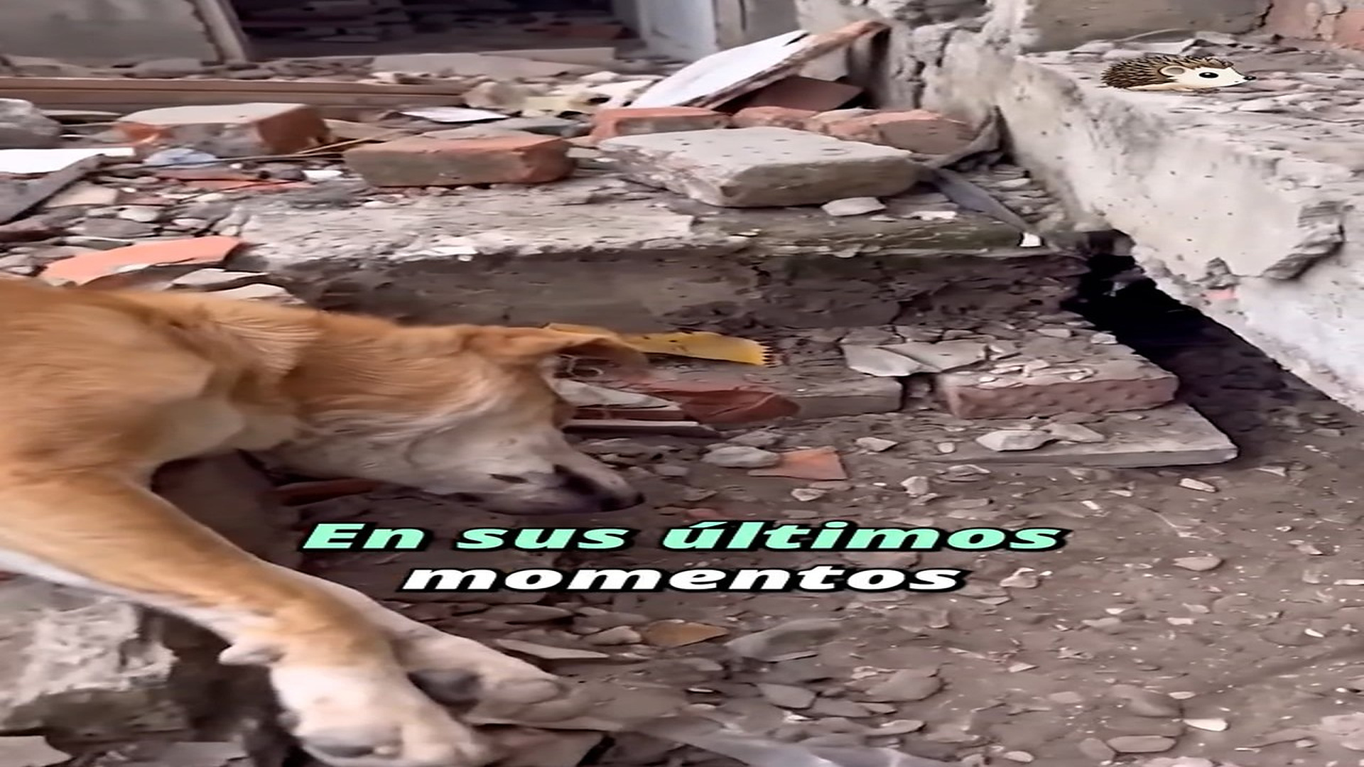 Full Video : H1107002_1M views 55K reactions Intentó llegar a ese agujero, pero no lo logró #historiasdeperros #perros