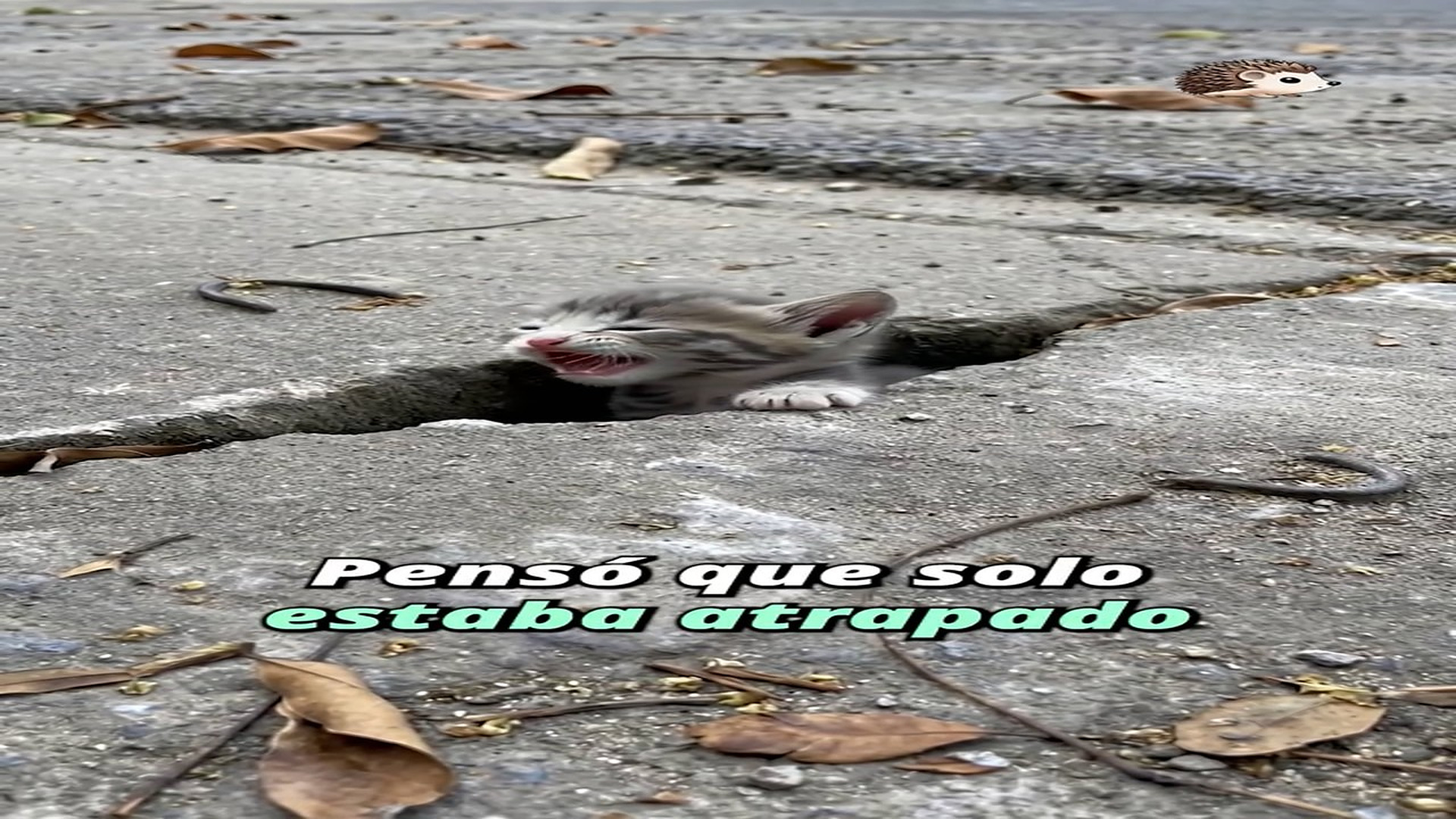 Full Video : H1107001_409K views 26K reactions Atrapado en el asfalto #historiastristes #gatos #rescateanimal MiniEs