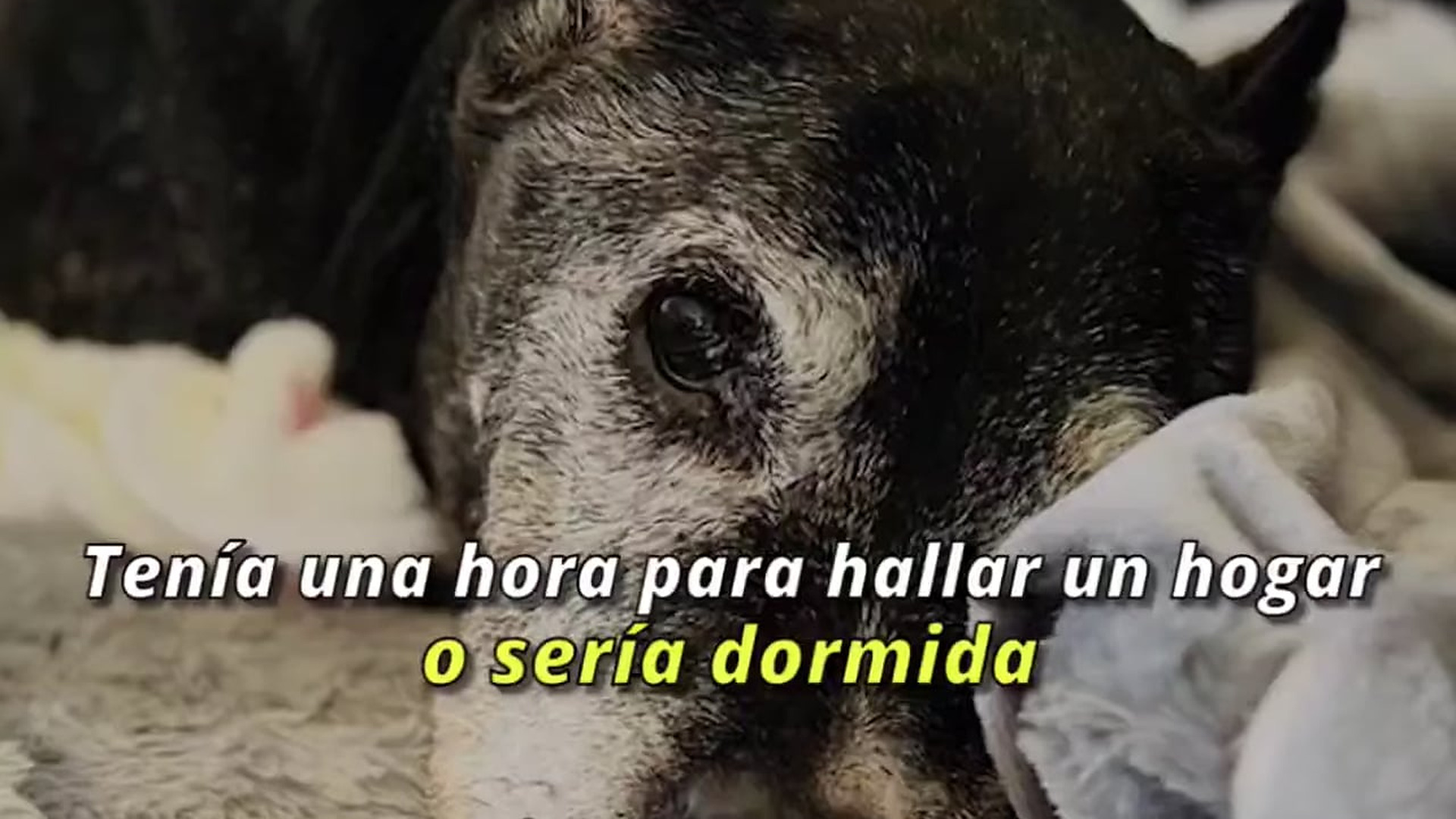 Full Video : H1107031_Le dieron solo una hora para hallar un hogar