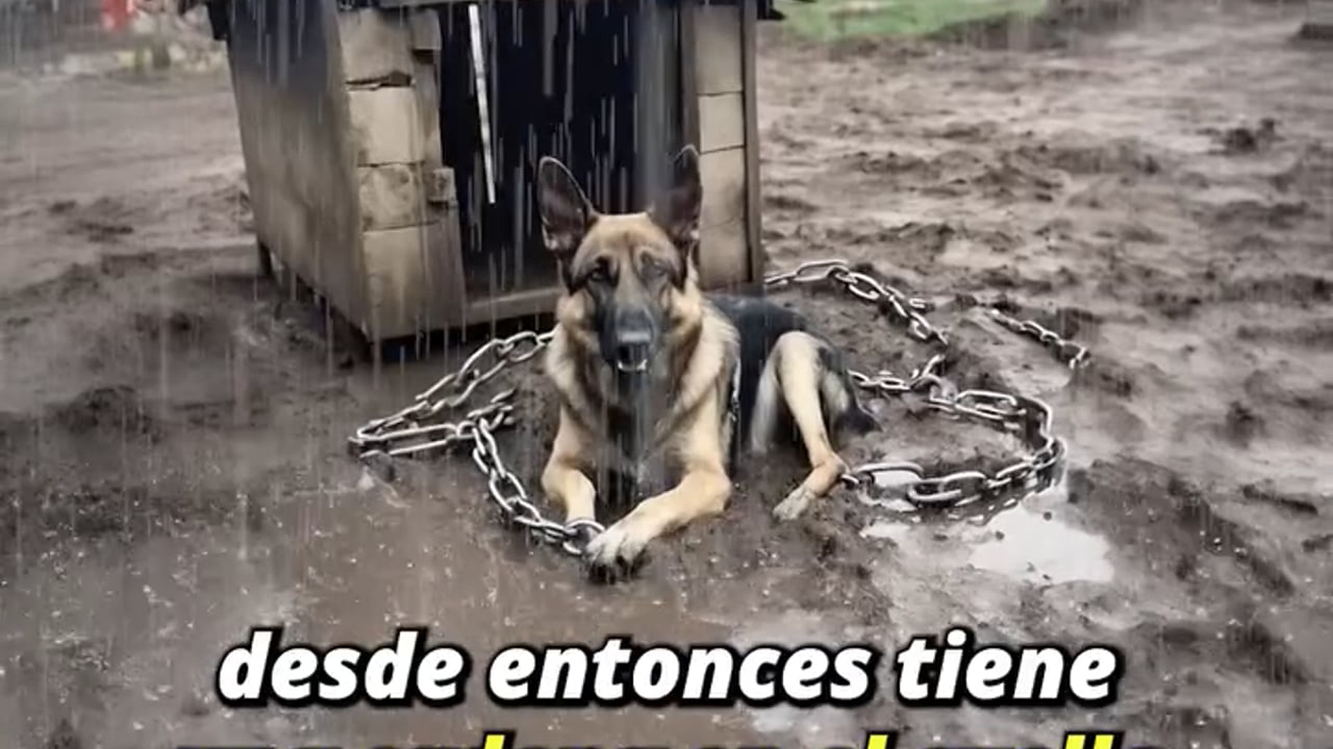 Full Video : H1107028_Perdió a su dueño y hace 5 años tiene una cadena en el cuello