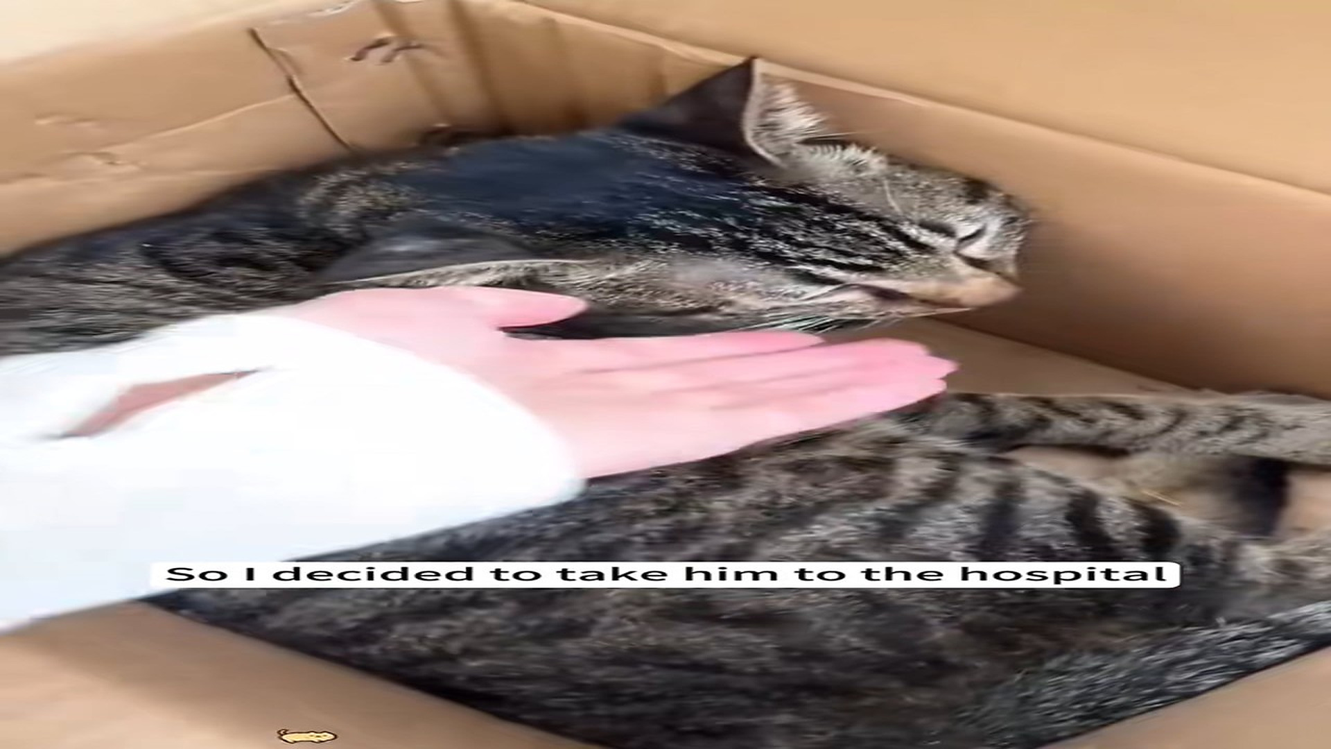 Part 2 : H1107005_I saw two dogs bullying a cat, so I rescued him decided to take h_part2