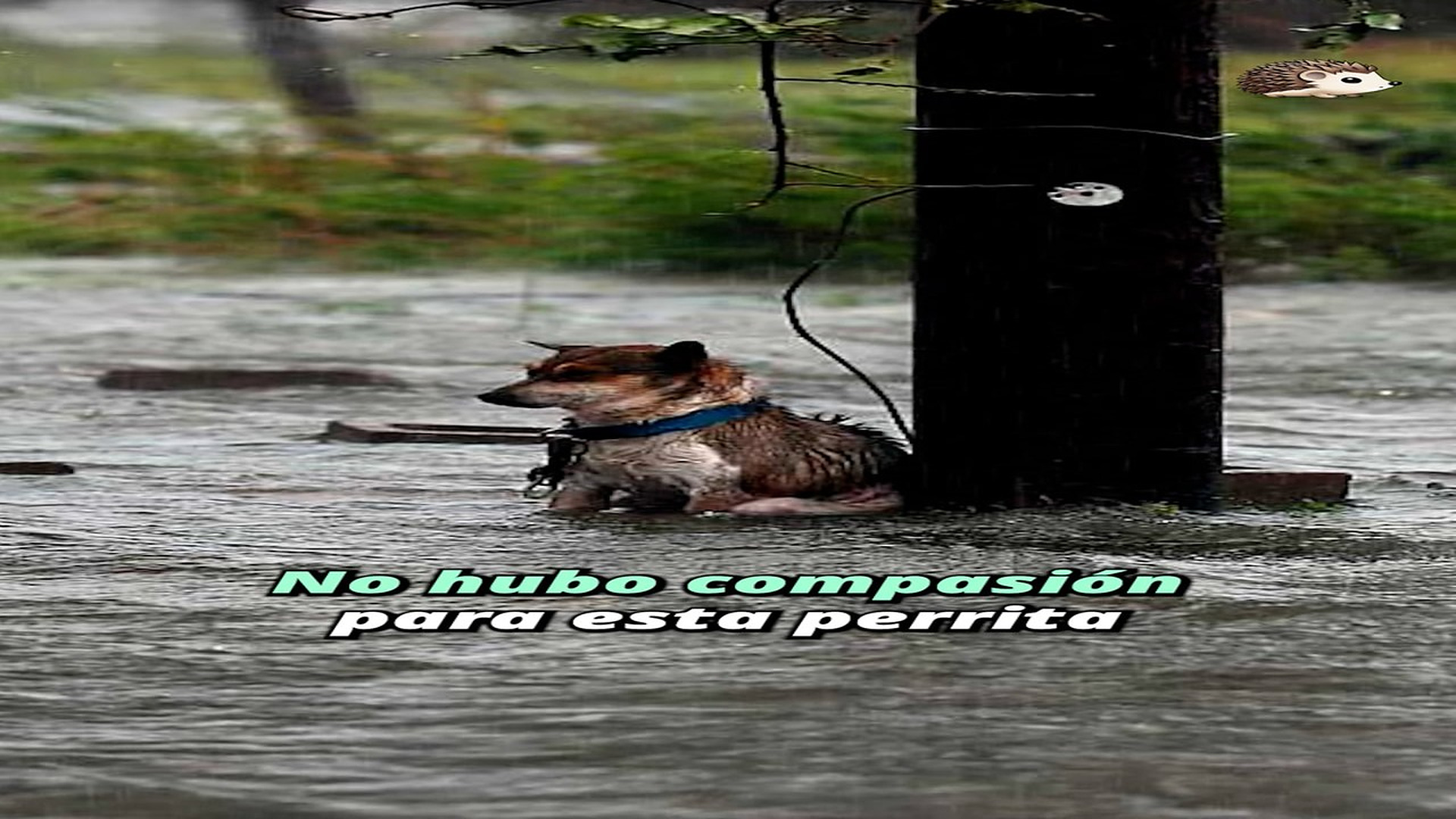Full Video : H1207015_625K views 48K reactions La dejaron atada en un huracán #perros #animales #mascotas #historias #